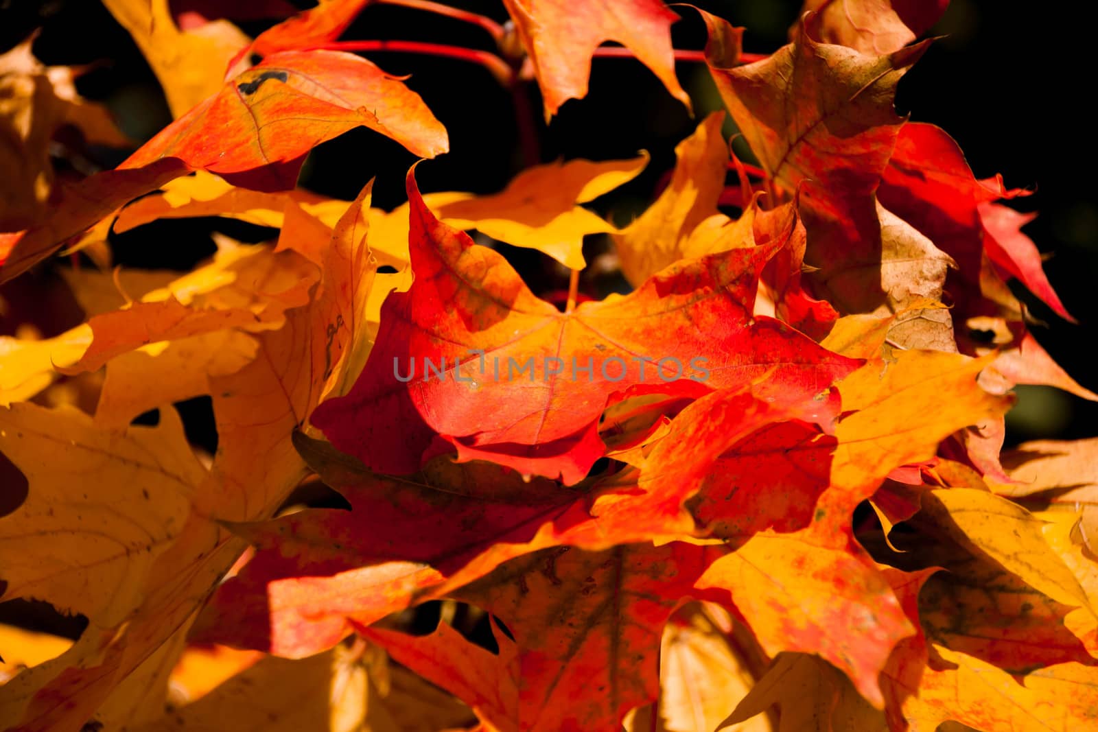 autumn orange leaves by alexx60