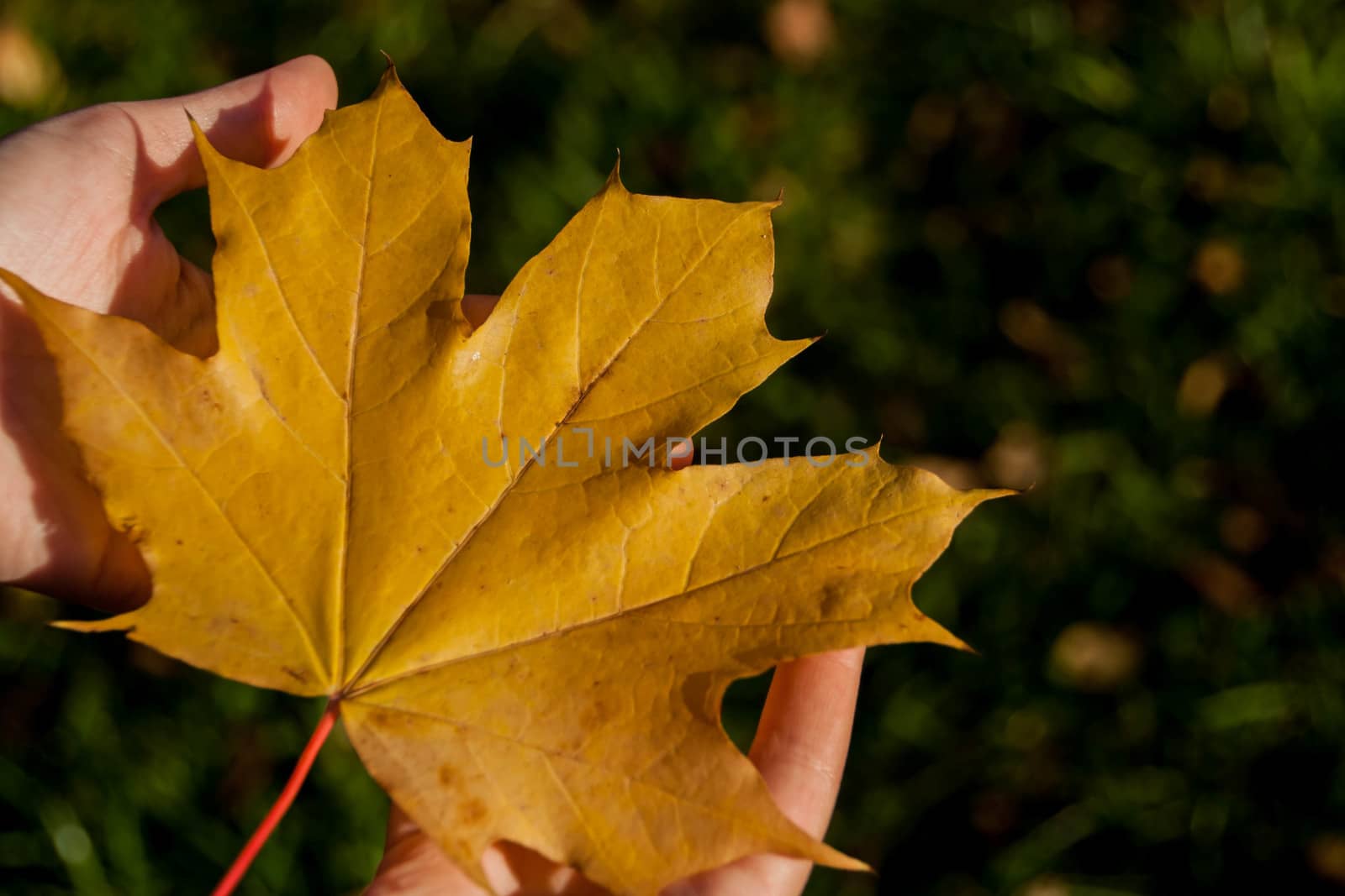 Girl holding maple leaf  by alexx60