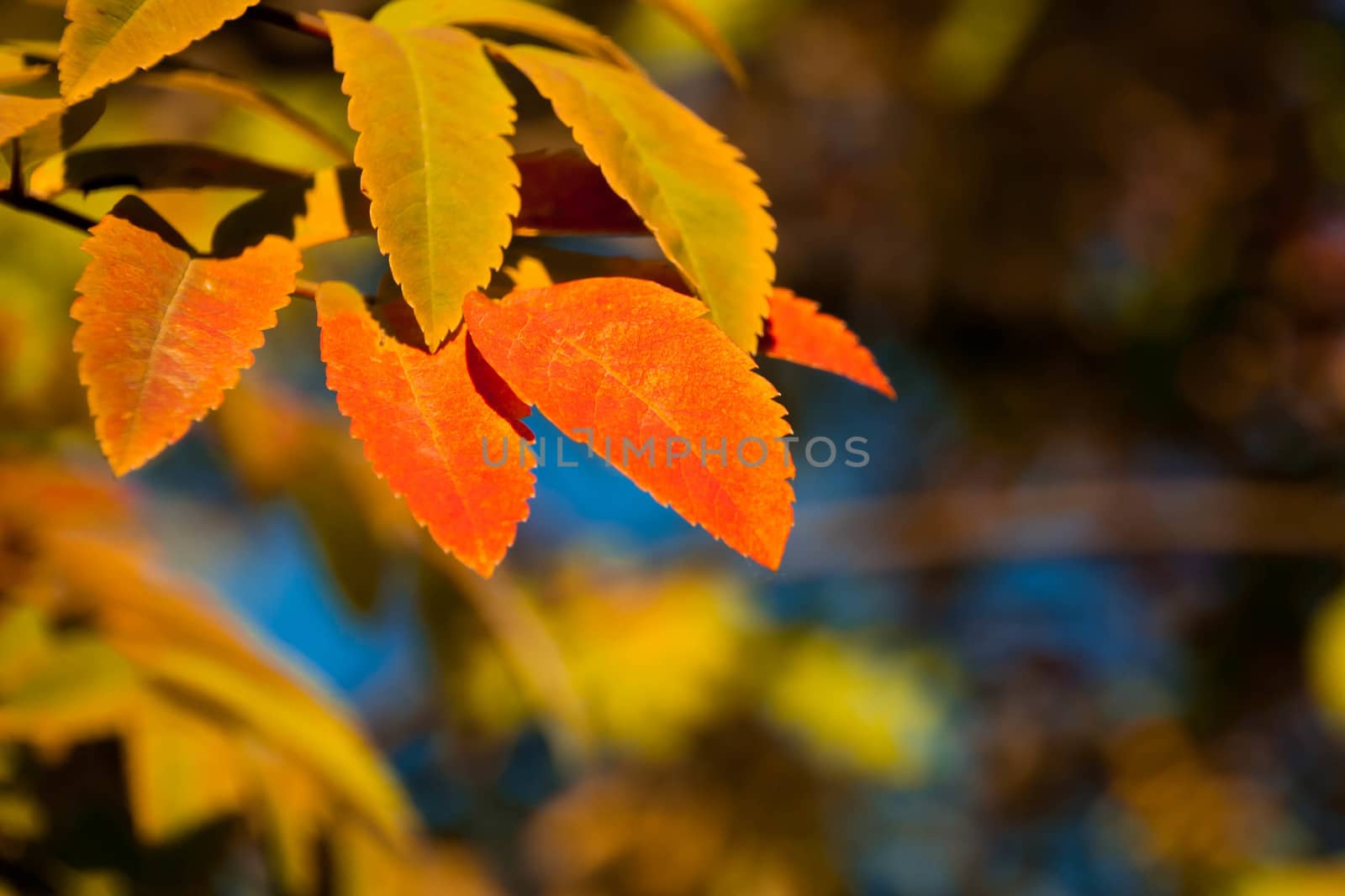 golden orange rowan tree leaves in the sunlight by alexx60