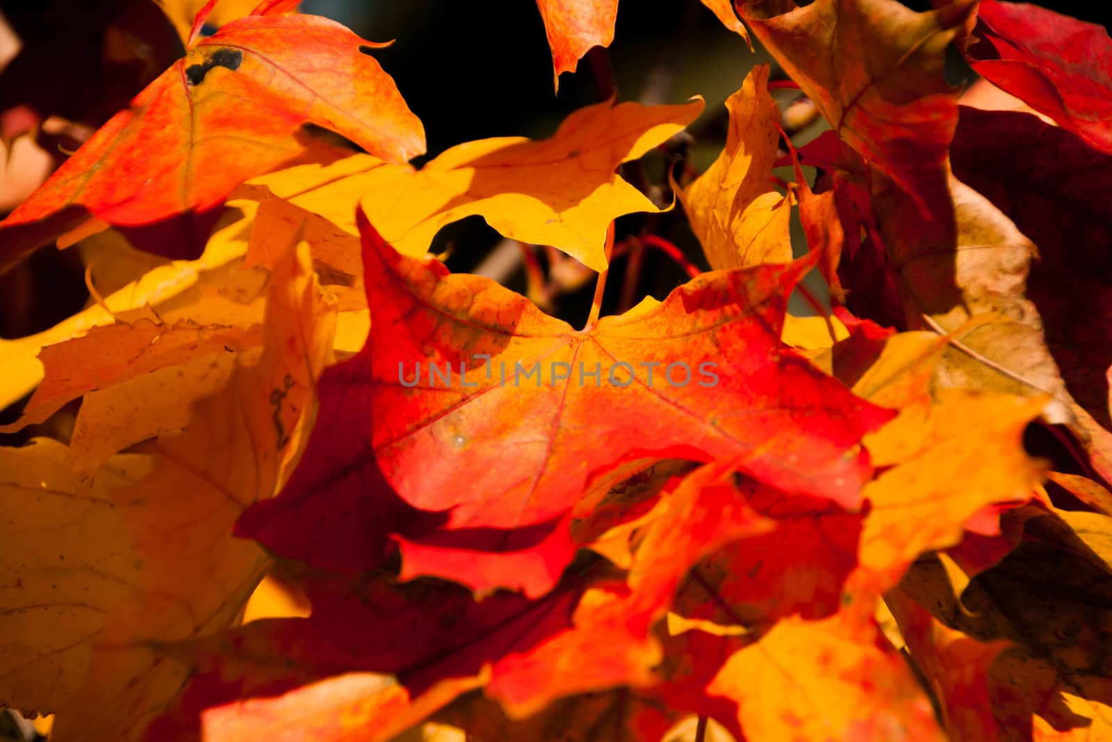 autumn orange leaves by alexx60