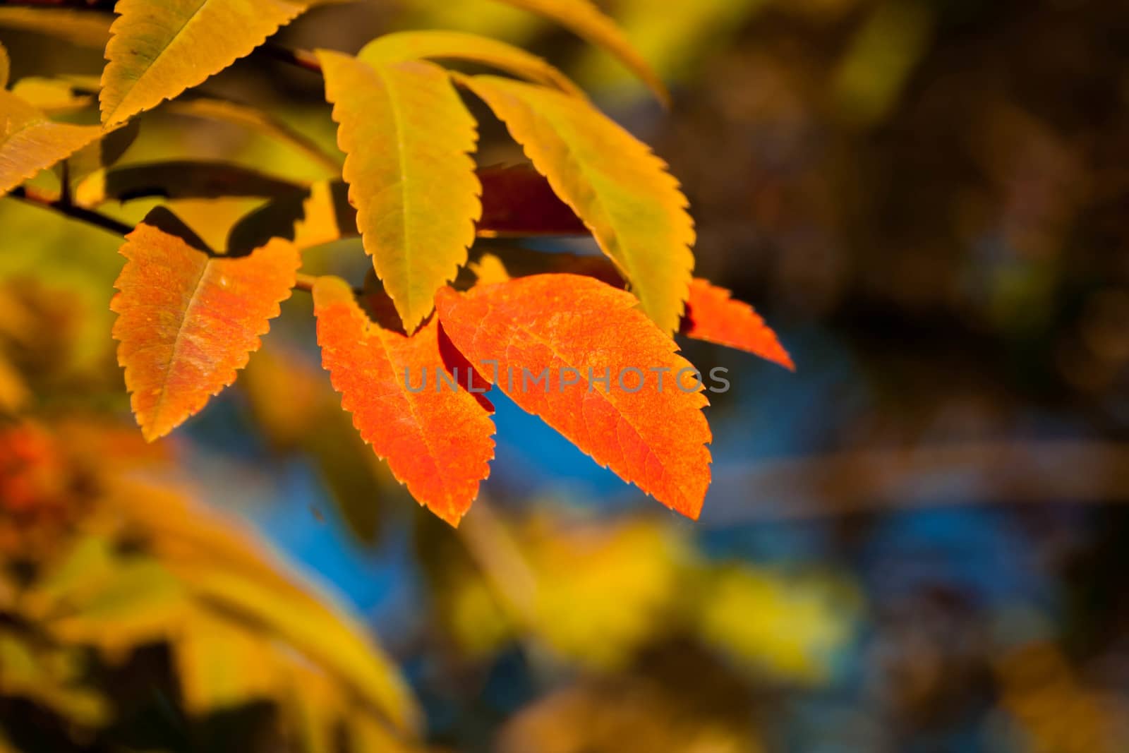 golden orange rowan tree leaves in the sunlight by alexx60