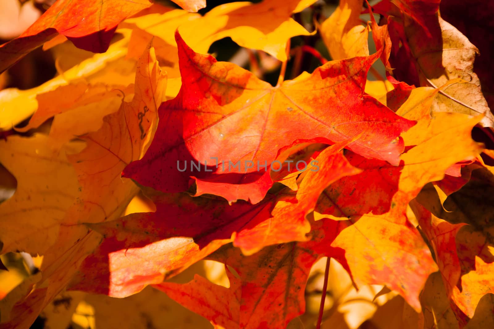 large orange and yellow maple leaves in autumn Sunny day on natural background