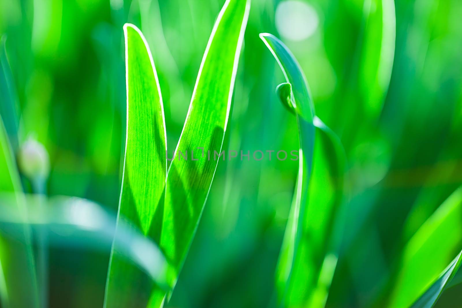 The Beautiful spring flowers background. Nature bokeh