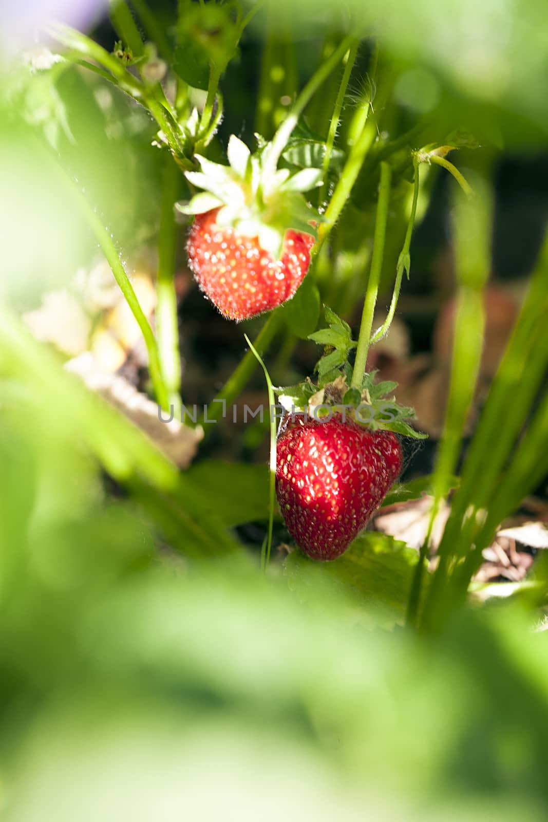 Ripe strawberry on a bush in the summer garden on a sunny day