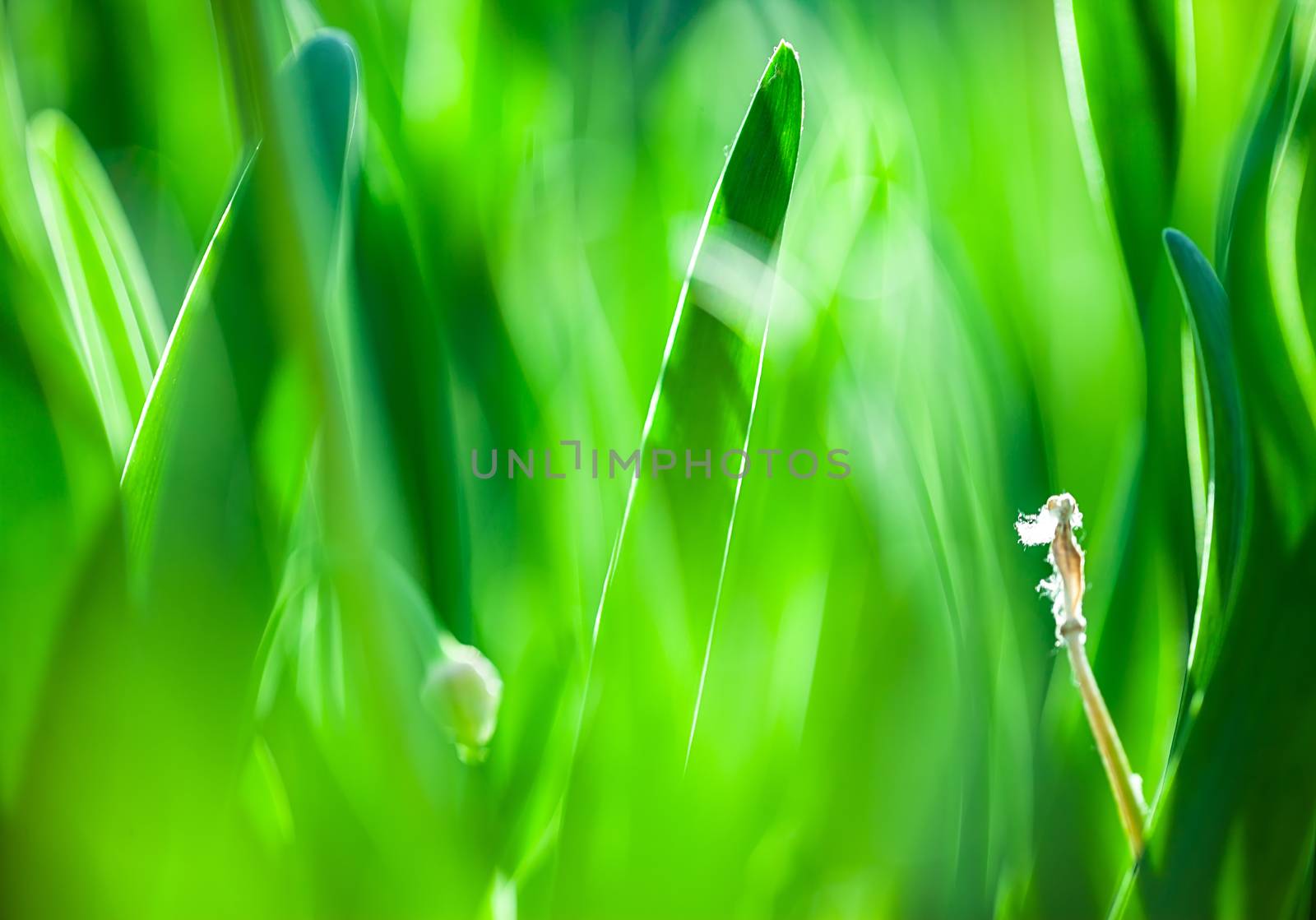 Green grass. Soft focus by H2Oshka