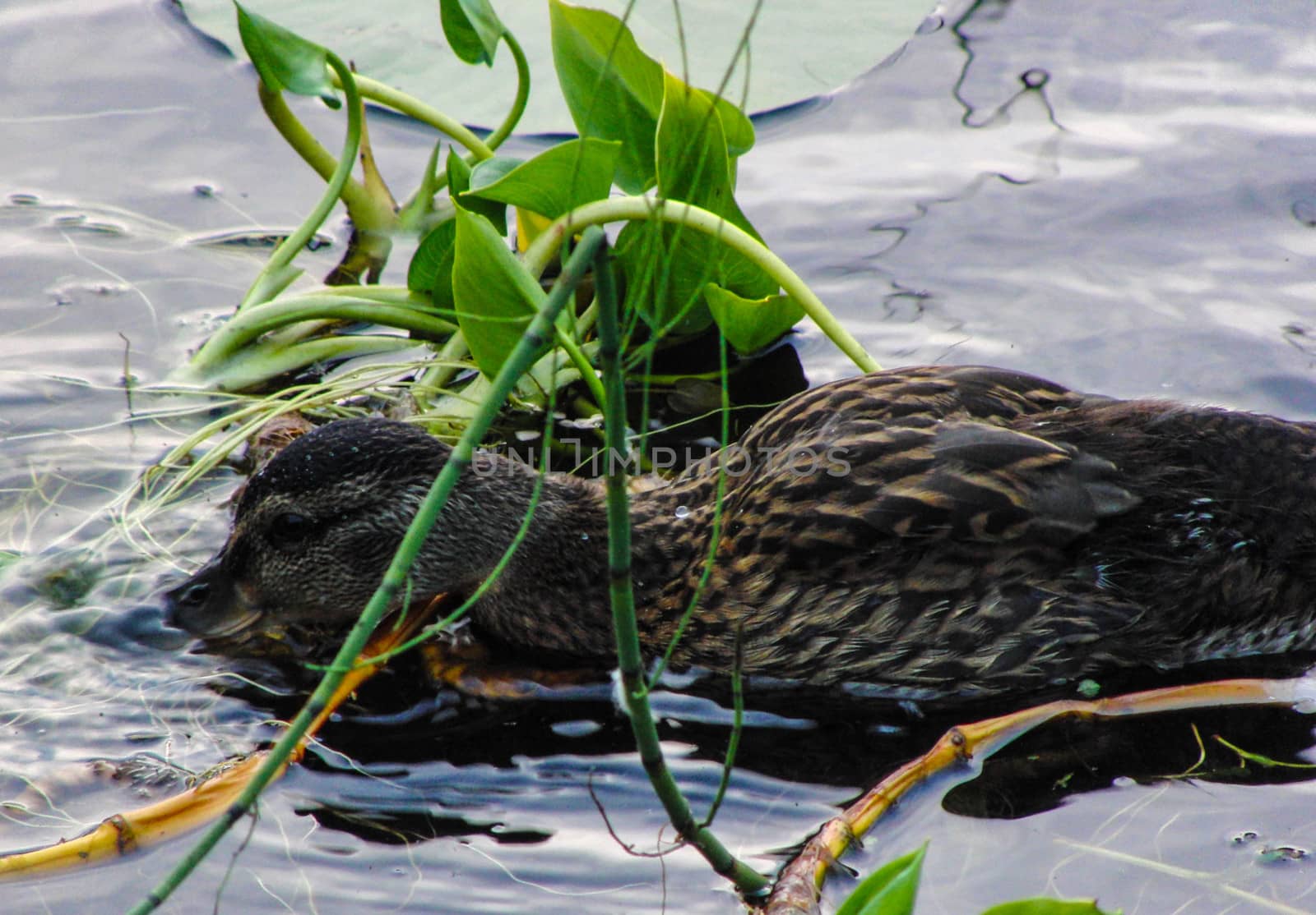 A wild Norwegian duck, grown up female, in a lake looking for food. 21.07.2012.