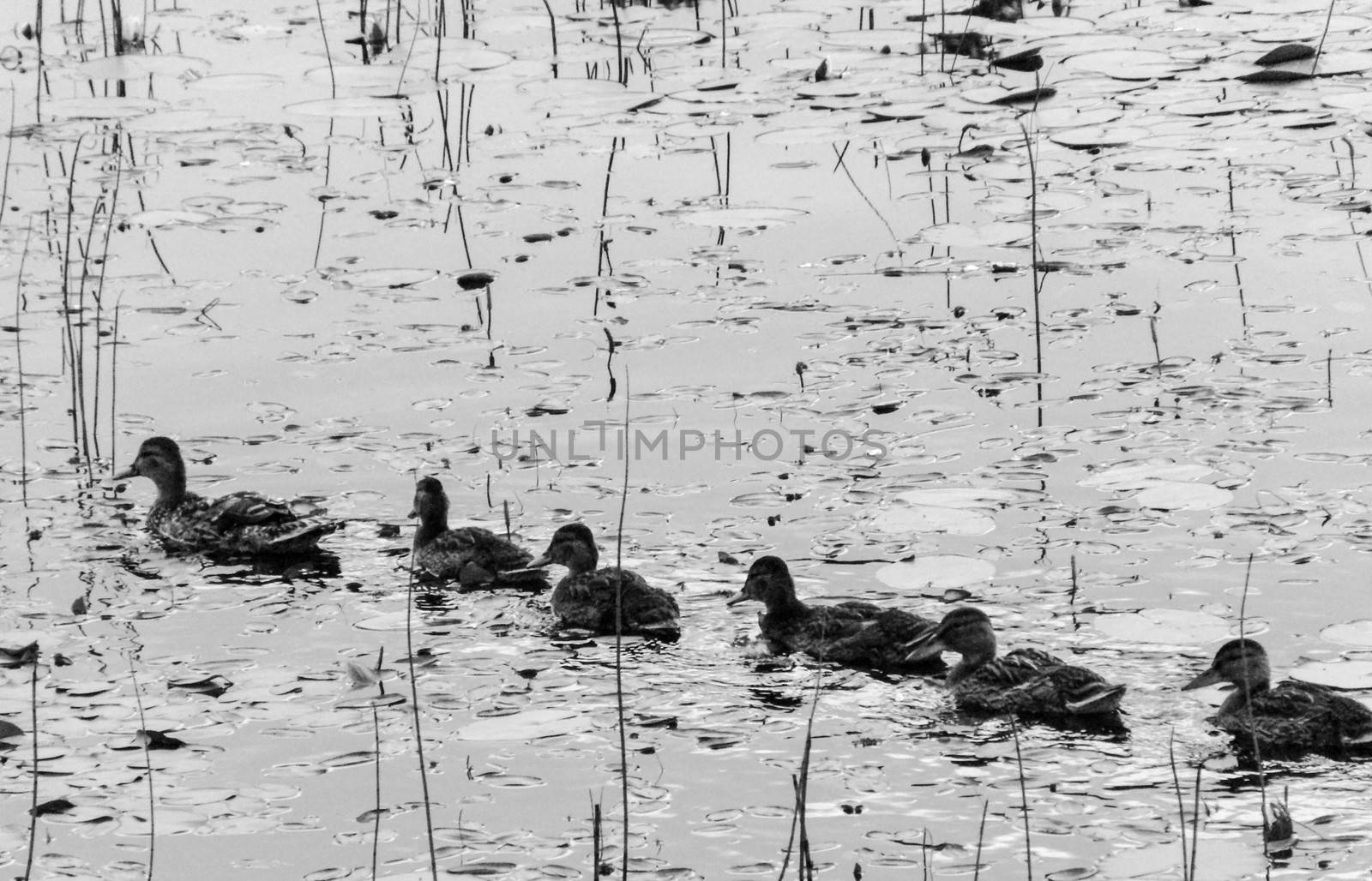 Wild Norwegian duck family, swimming in a line in a lake. 21. 07. 2012.