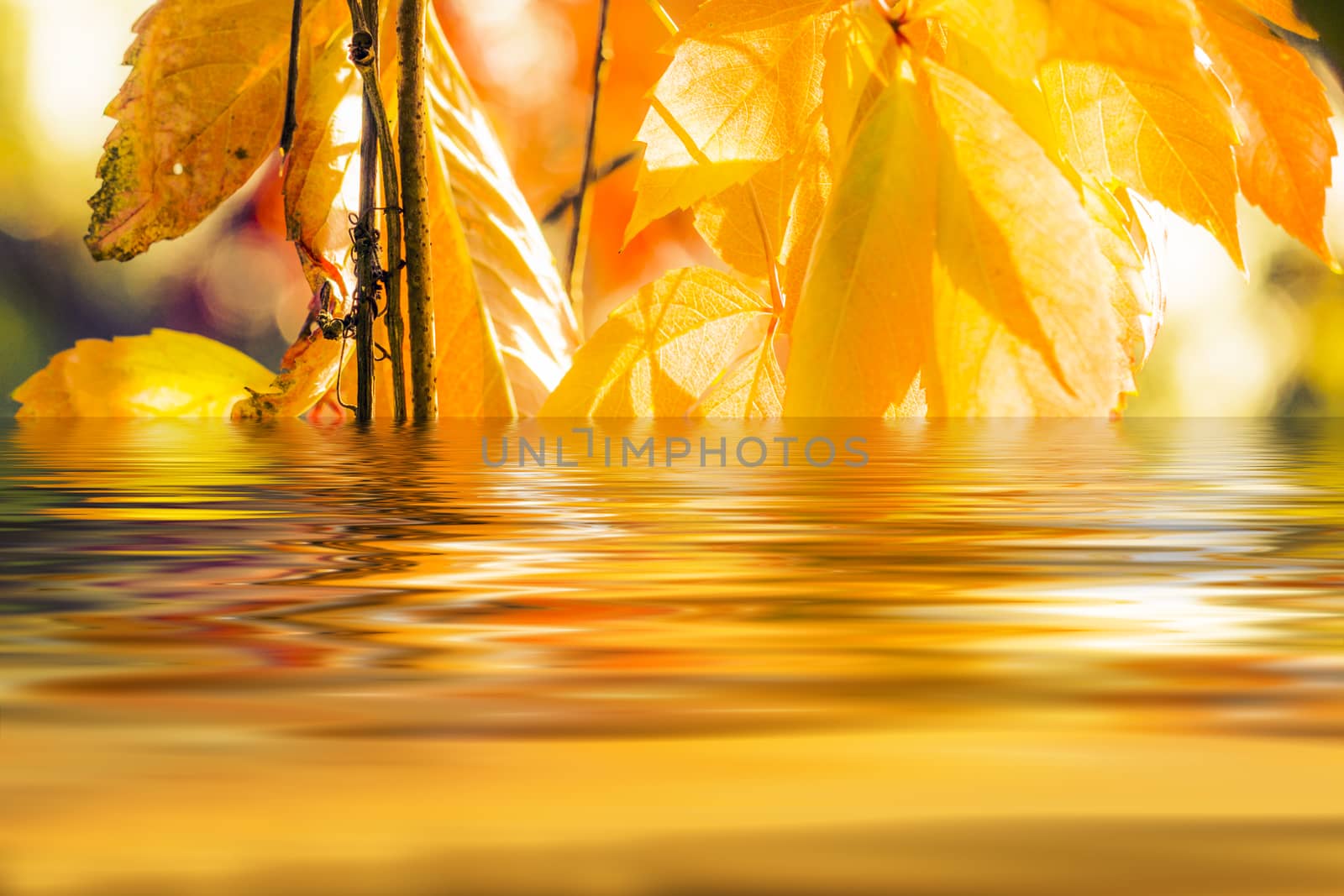 Autumn leaves reflecting in the lake