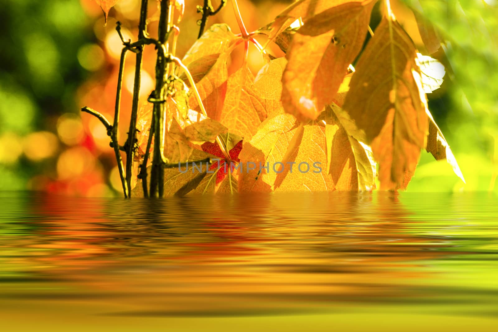 Autumn leaves in the sun by Fr@nk