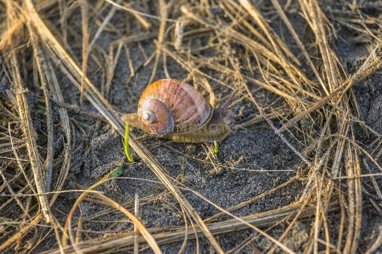 Snail in the morning light on the beach by johnborda