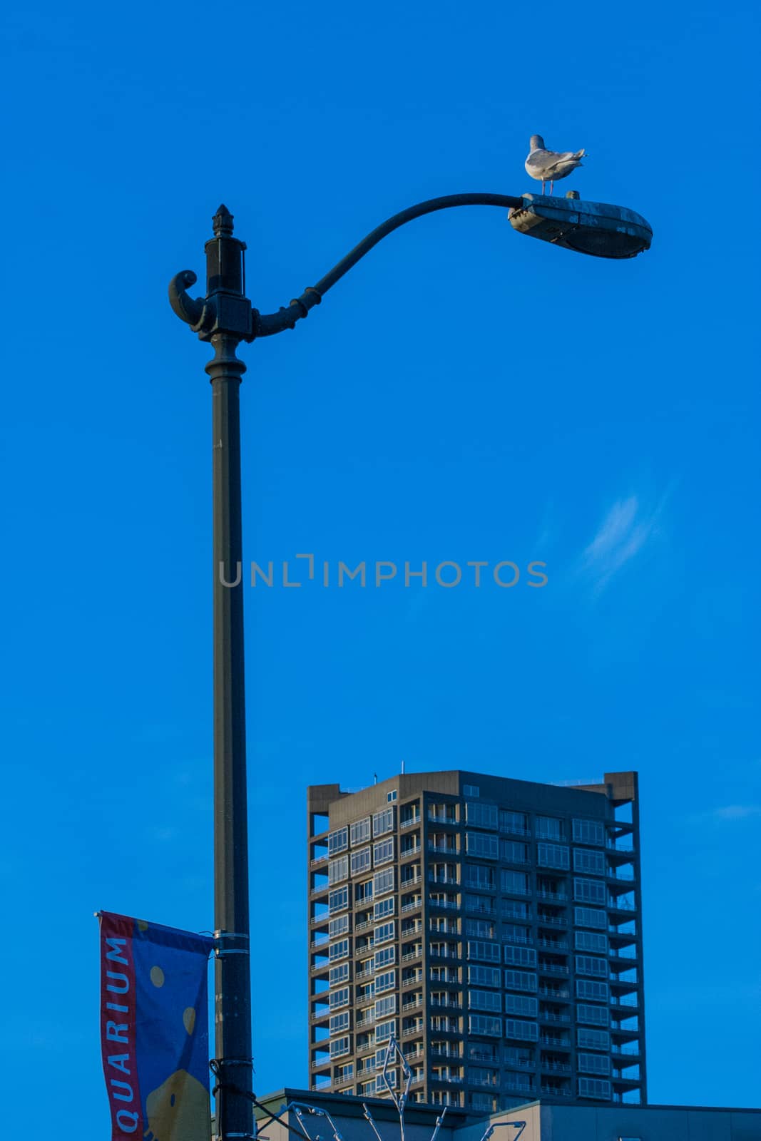 Seagull on a lamppost by johnborda