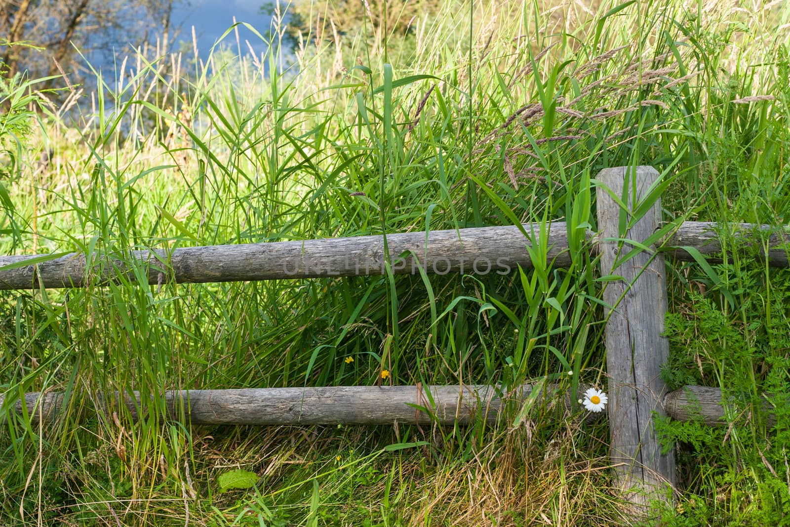 Fence in a meadow before a storm with a single white daisy