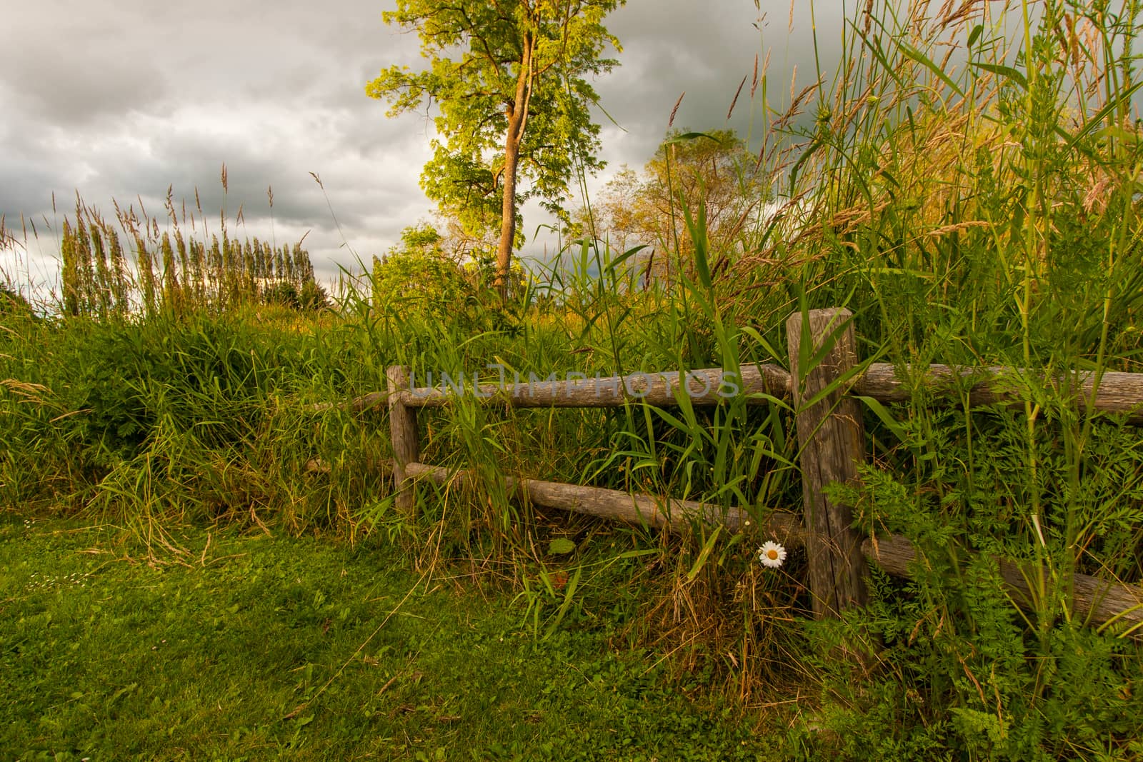 Meadow before a storm by johnborda