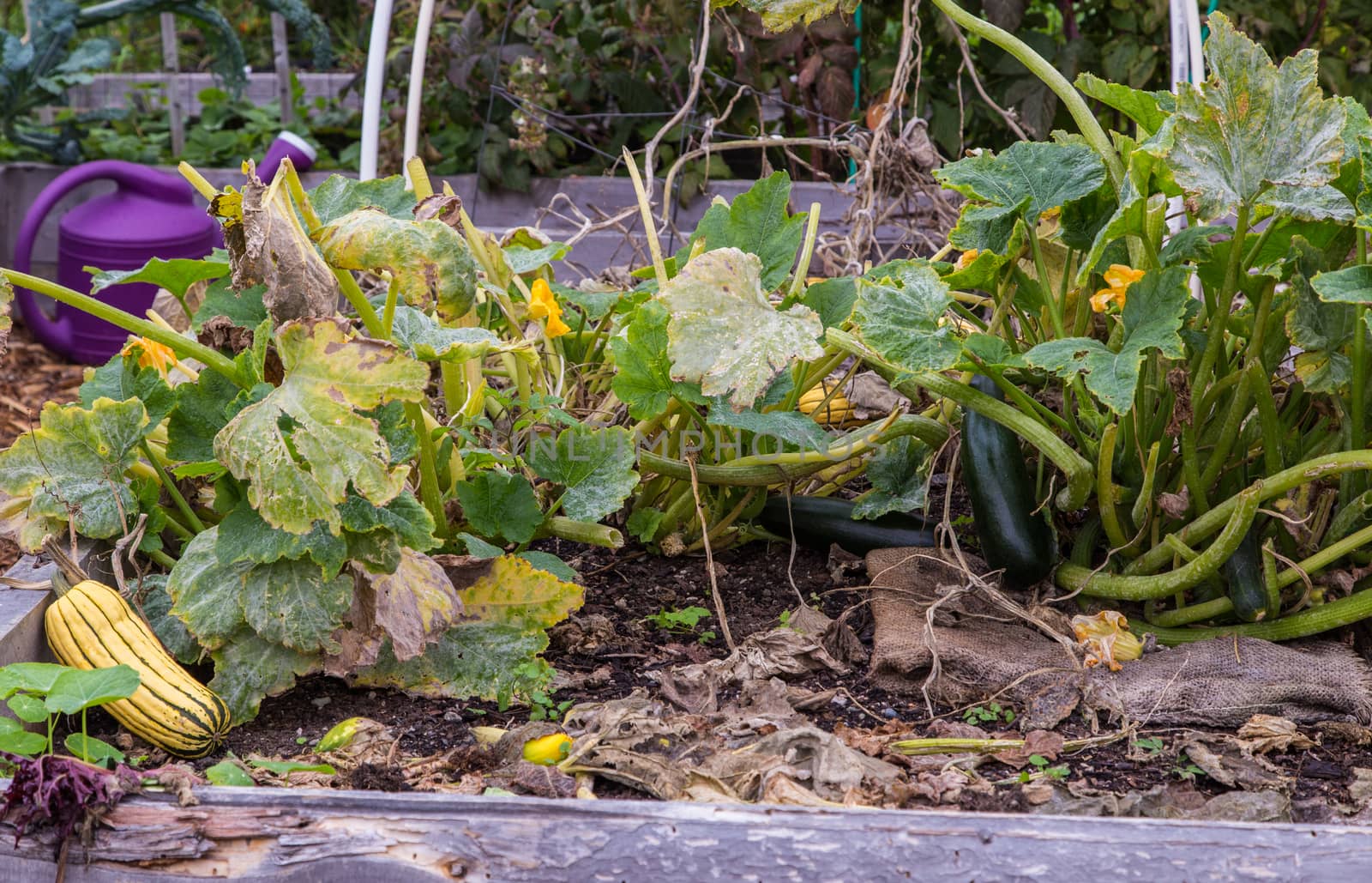 Zucchini growing in a garden by johnborda