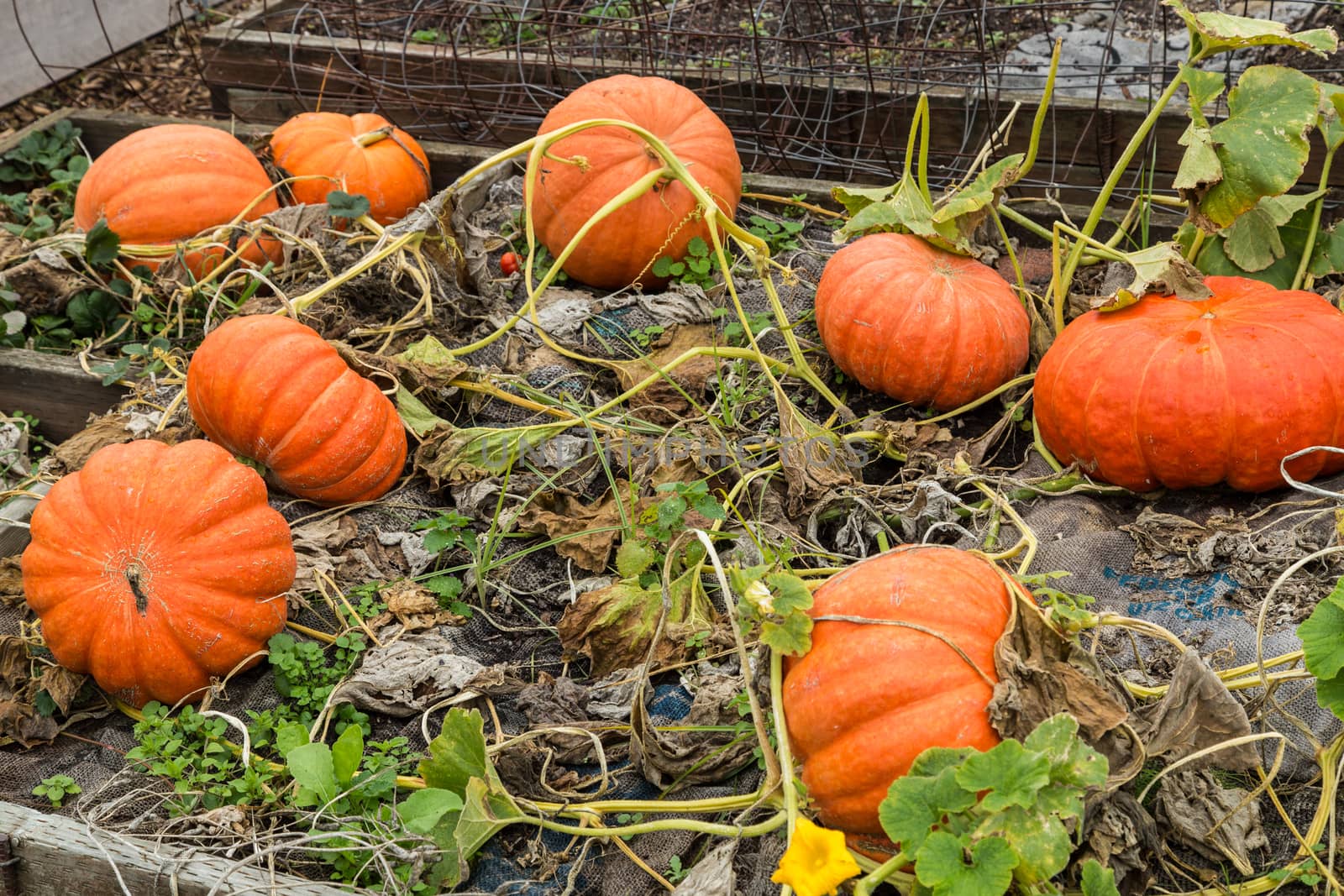 Large pumpkin in a garden