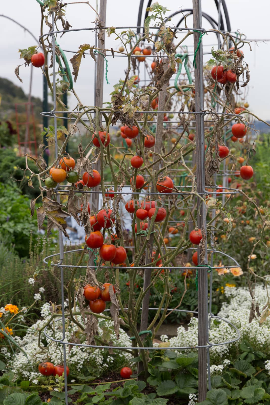 Red Tomatoes on a vine by johnborda