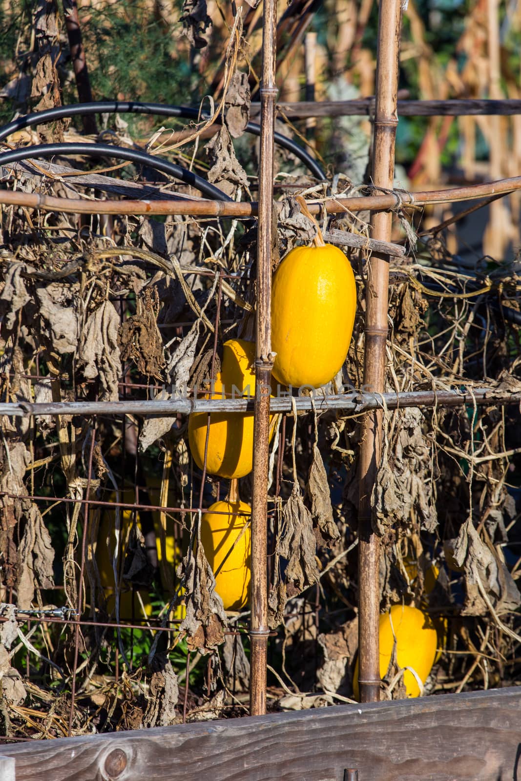 Yellow squash hanging on a vine