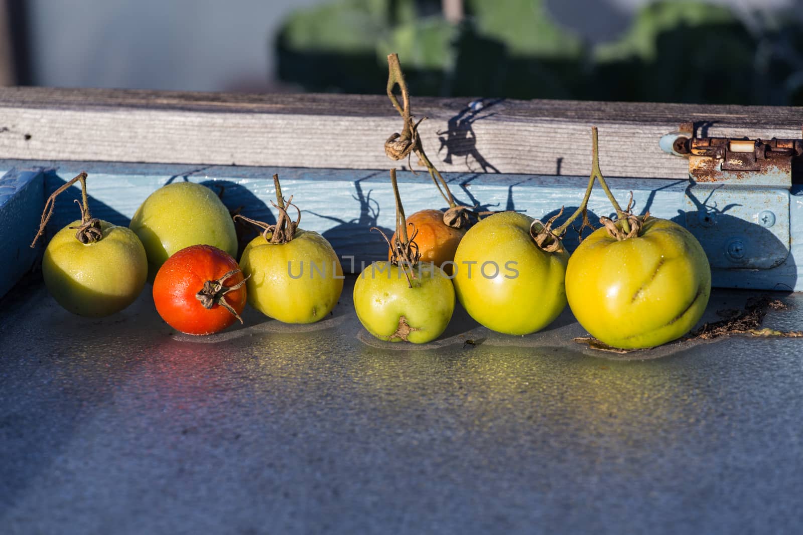 Red & Green Tomatoes in the morning sun