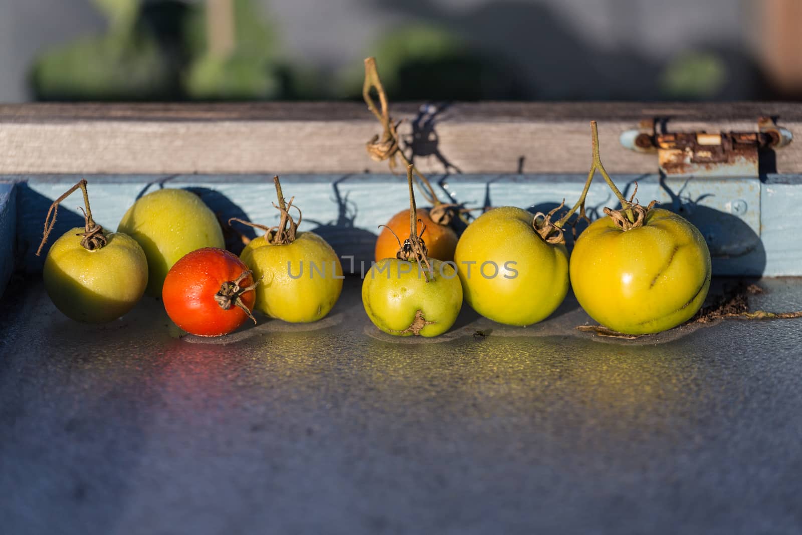 Red & Green Tomatoes in the morning sun