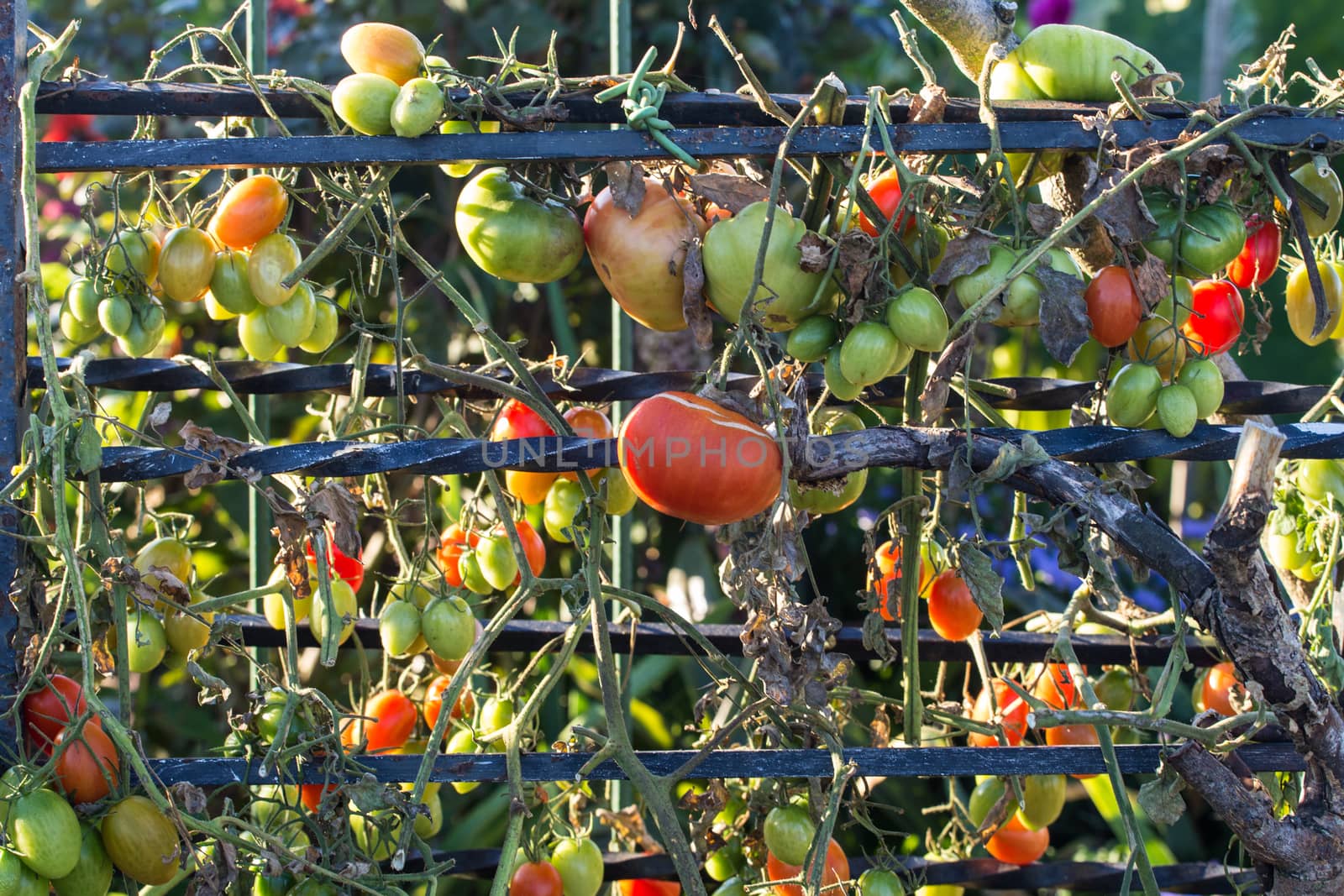 Red and Green Tomatoes on a vine