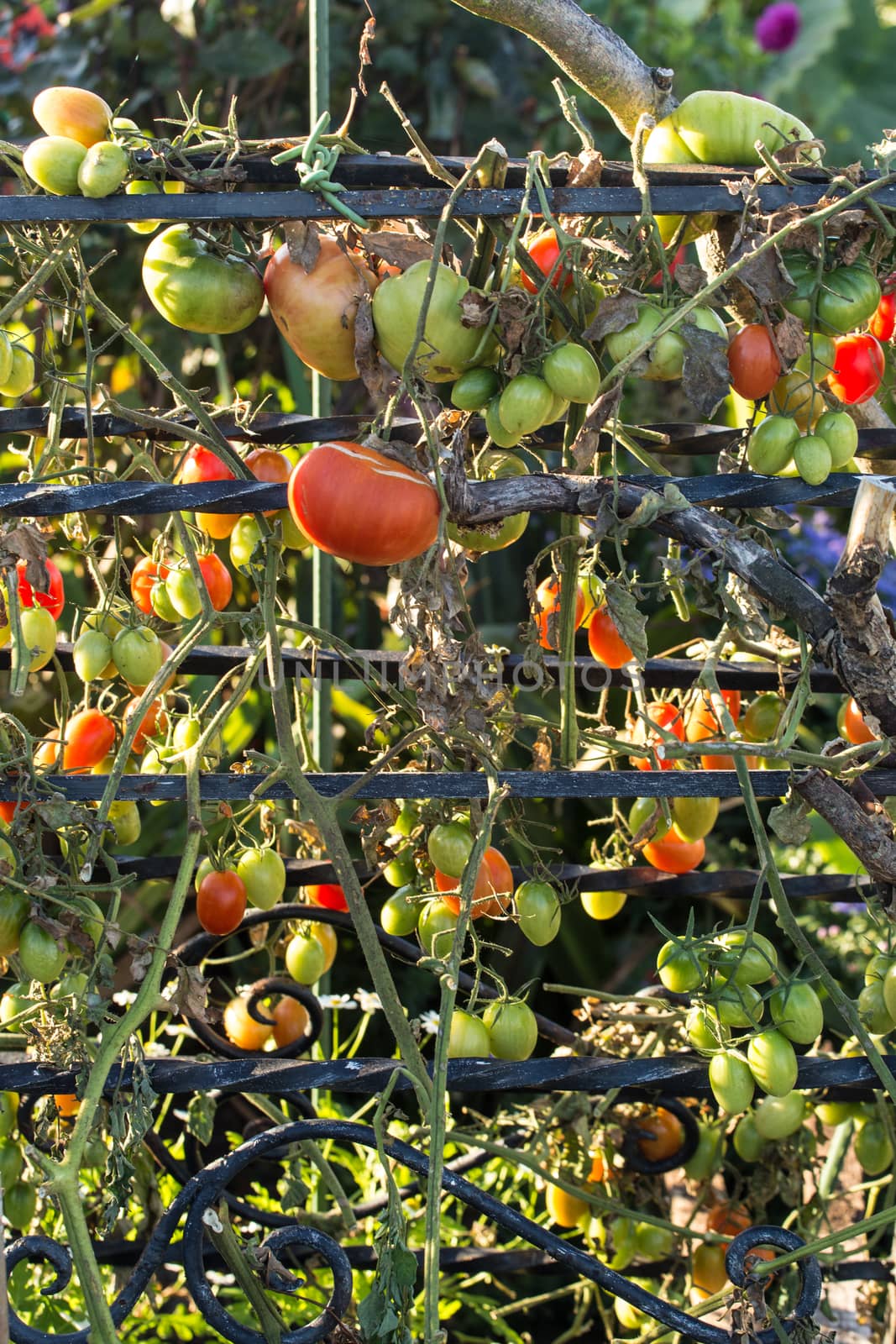 Red and Green Tomatoes on a vine by johnborda