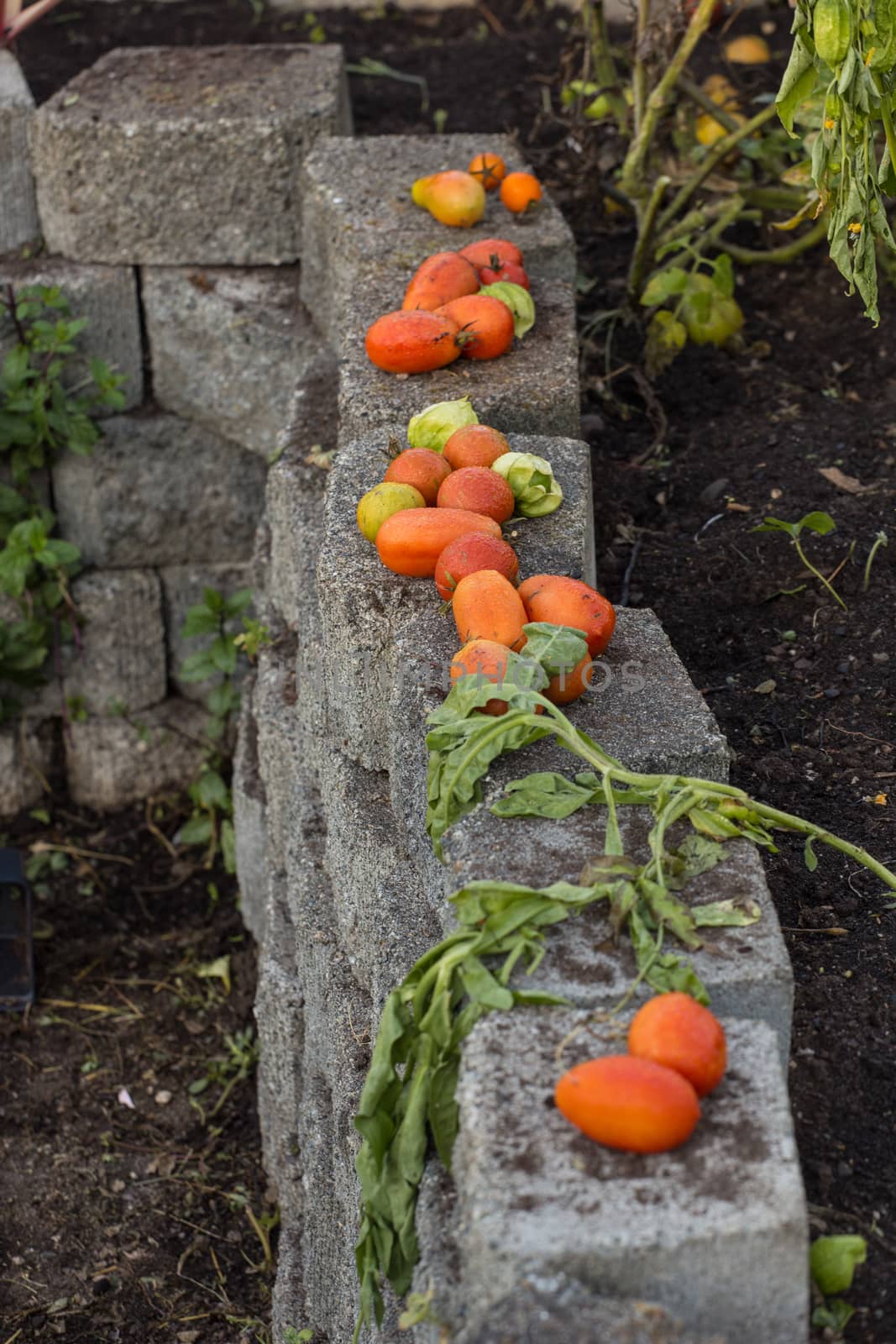 Red and Green tomatoes on a wall by johnborda