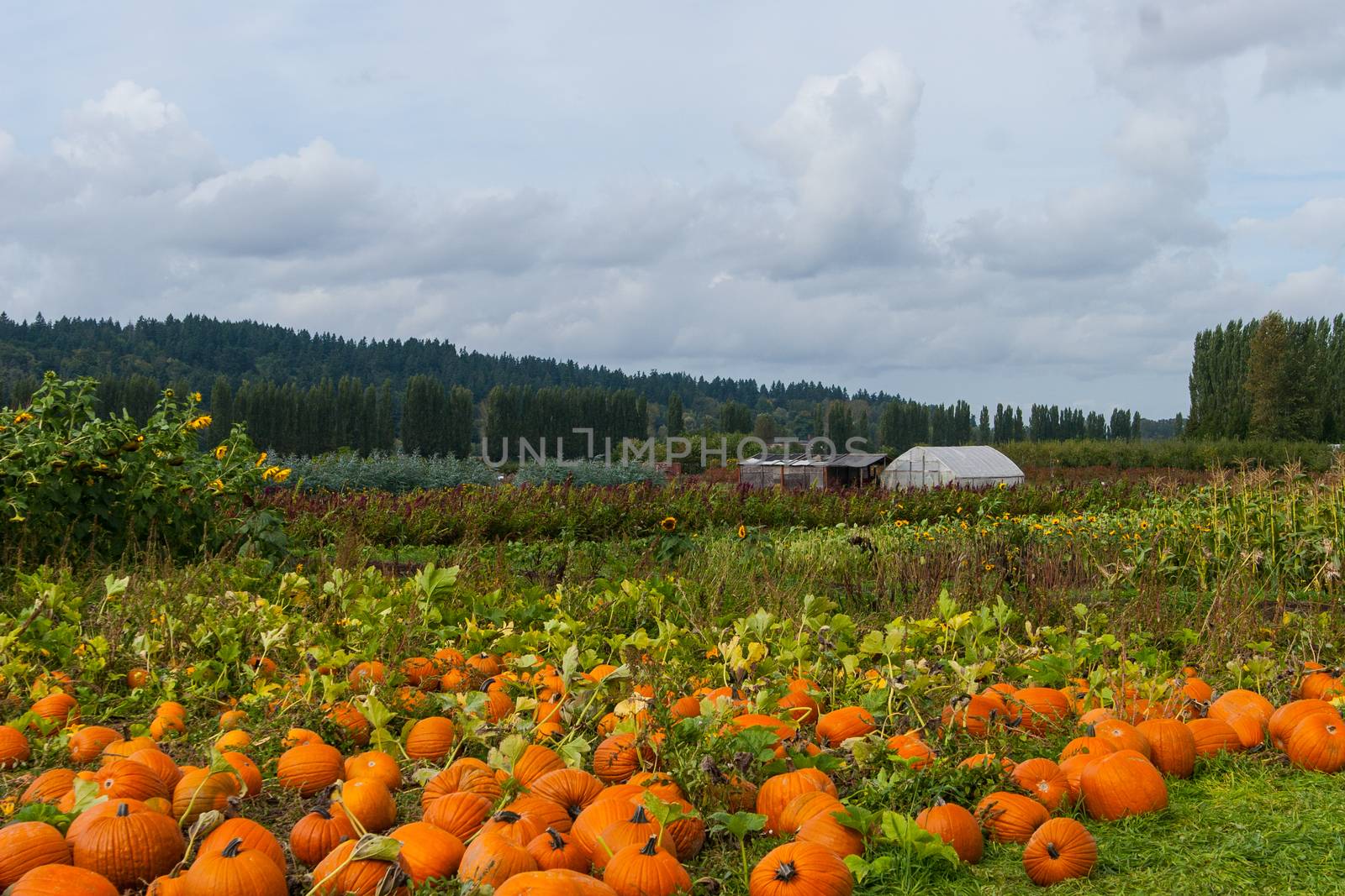 Field of Pumpkins