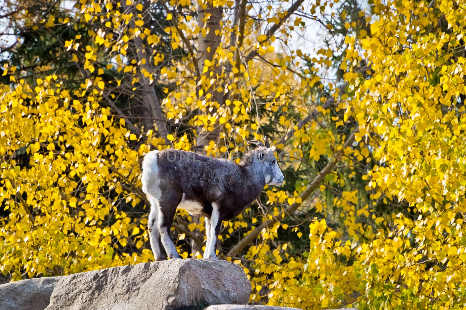 A Dall Sheep, also known as a Stone Sheep, stands watch upon a large rock. She stands out against the autumn background.