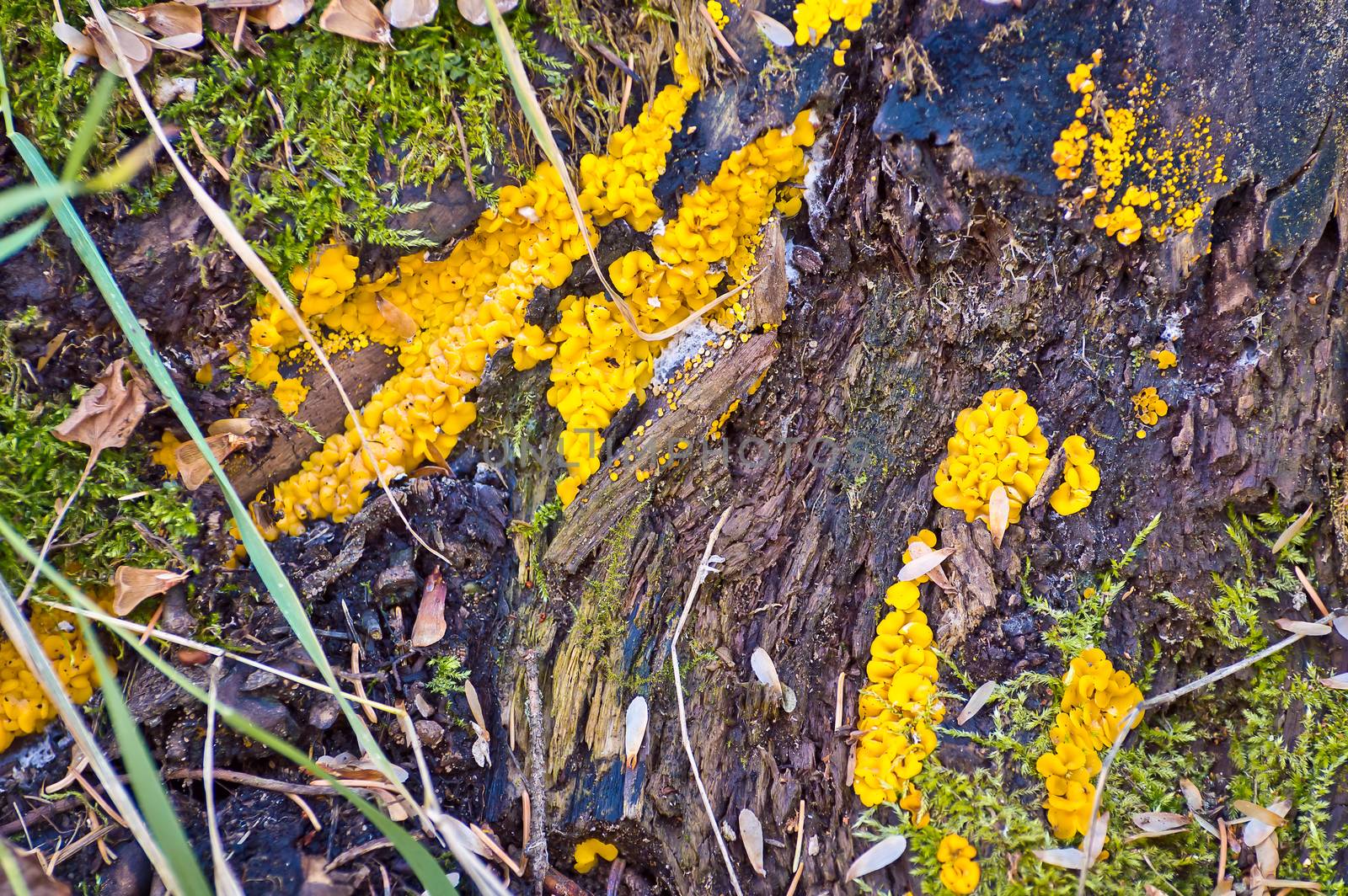 The decayed and rotting wood is in sharp contrast to the bright yellow of the fungus.