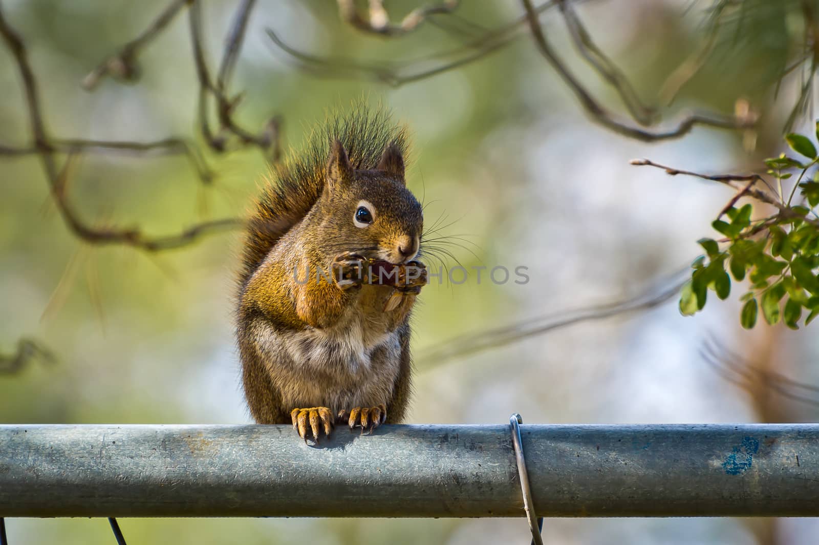 Squirrel eating on a fence, clutching it's treasure in its claws.
