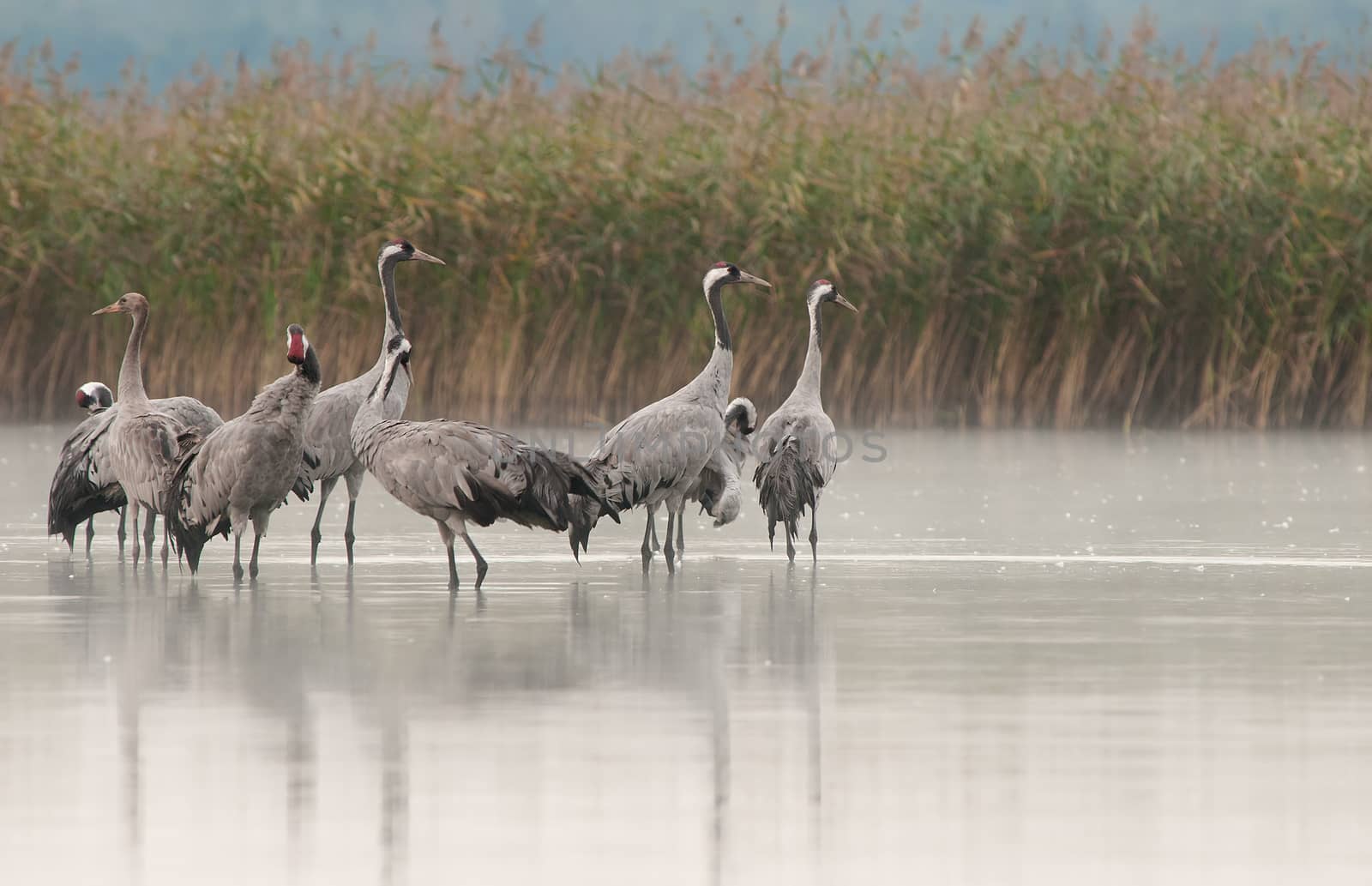 A group of cranes (Grus grus) at dawn while standing in the lake water, before flying on feeding.Bory Tucholskie National Park in autumn,september.Horizontal view.