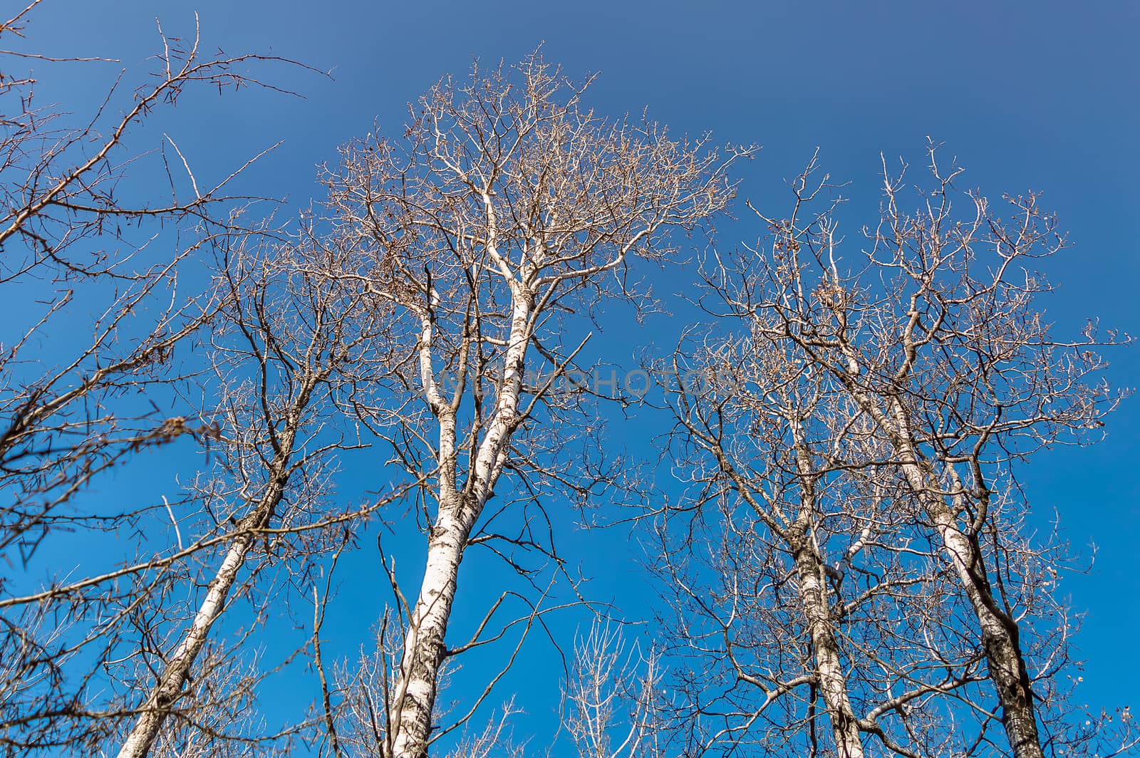 These tall and leafless birch stand watch over the forest.