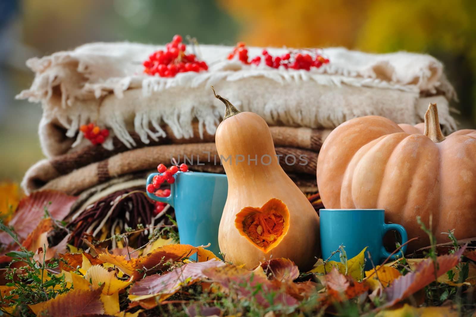 Typical autumn thanksgiving romantic still life with stacked plaids, carved pumpkins, red berries and coffee cups