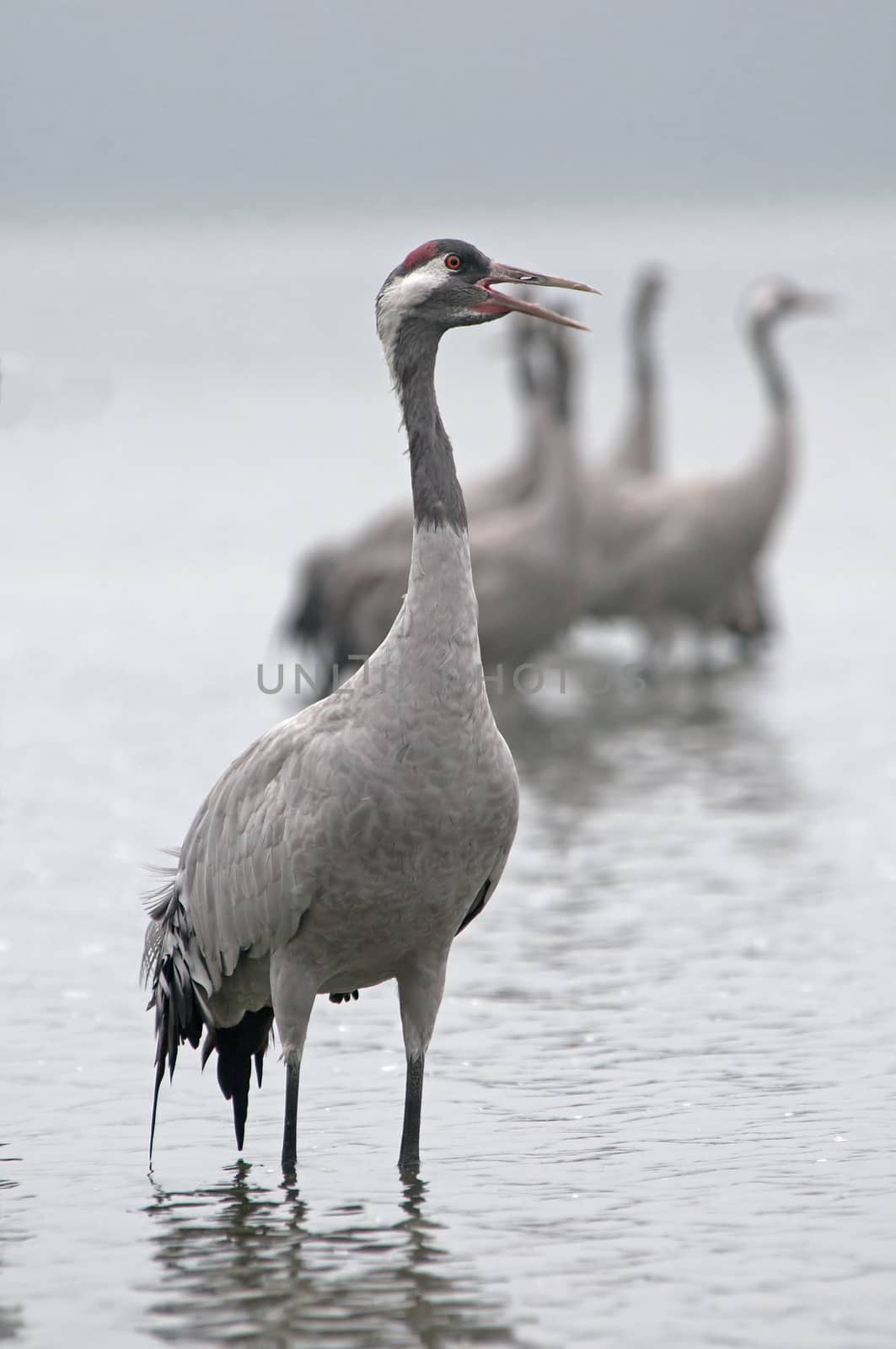 Crane (Grus Grus) standing in the water of a lake at dawn in a very dense fog. In the background you can see silhouettes of several cranes. Poland; Tucholskie National Park in the fall; September.Vertical view.