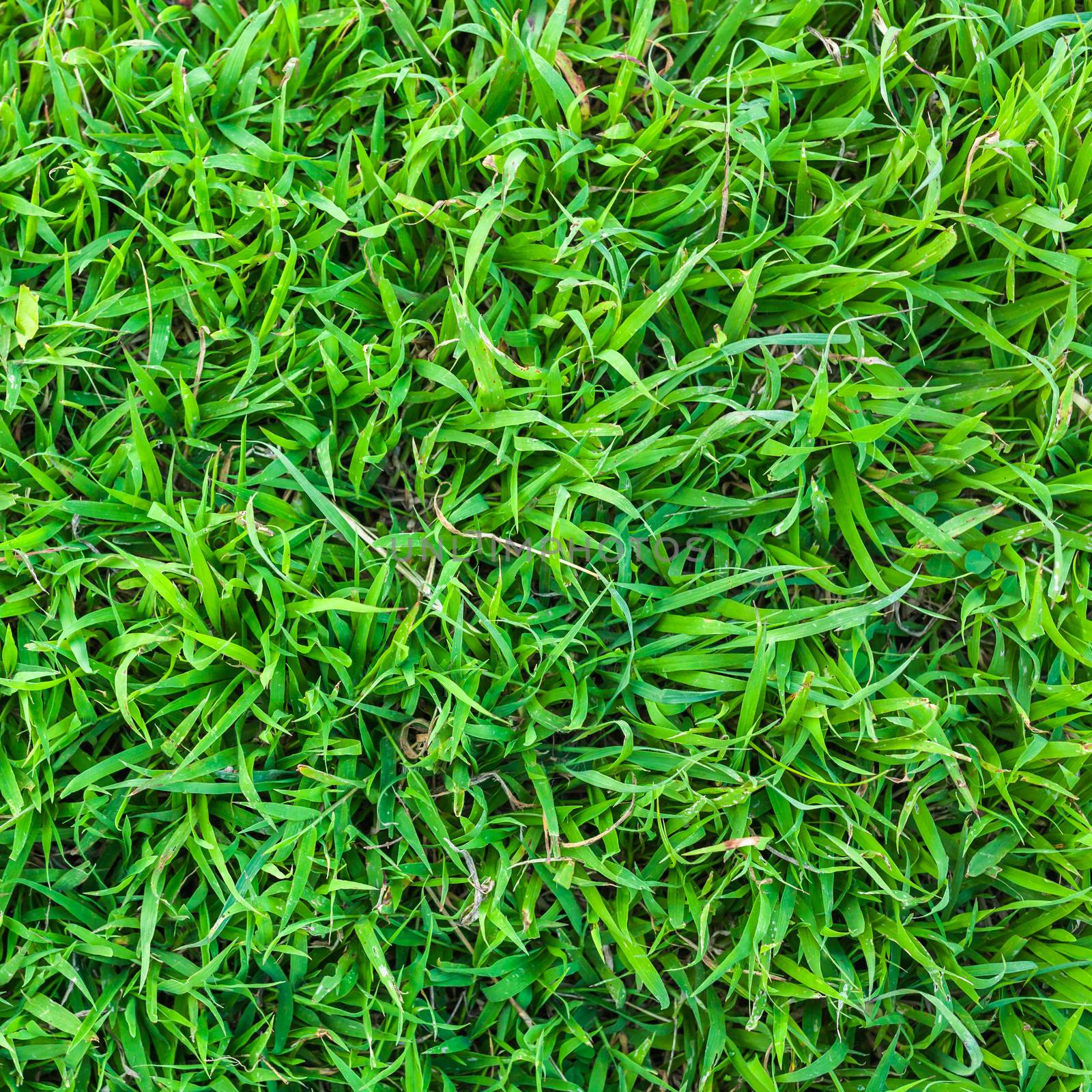 close up of fresh spring green grass texture Background