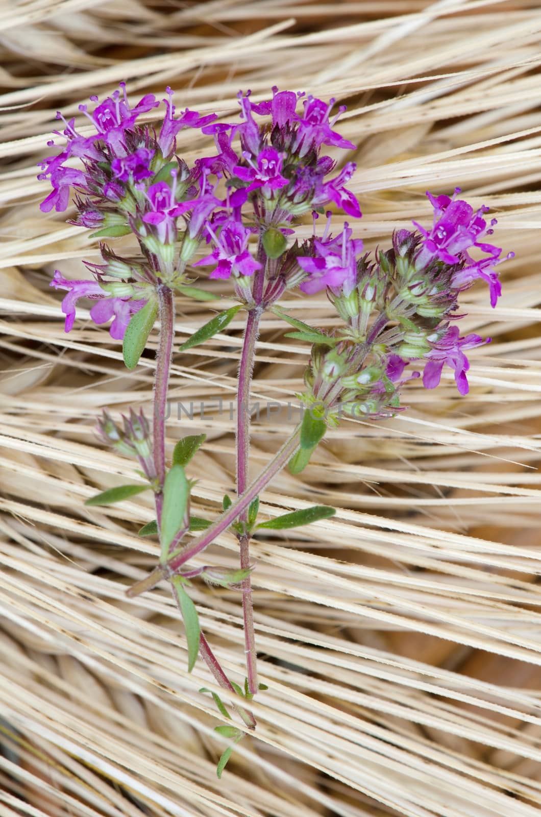 Purple flower shot against brown corn background.