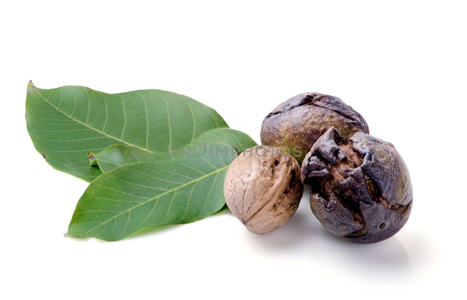 Three walnuts with leaves isolated on white background.