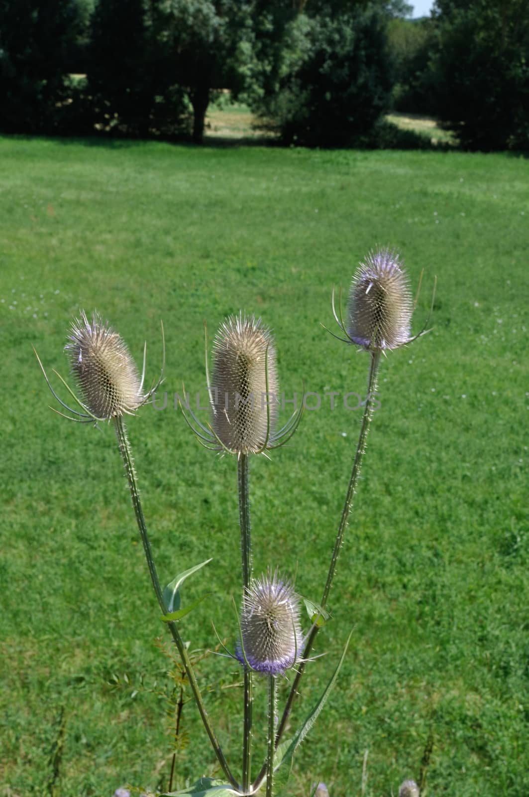 Wild Teasel