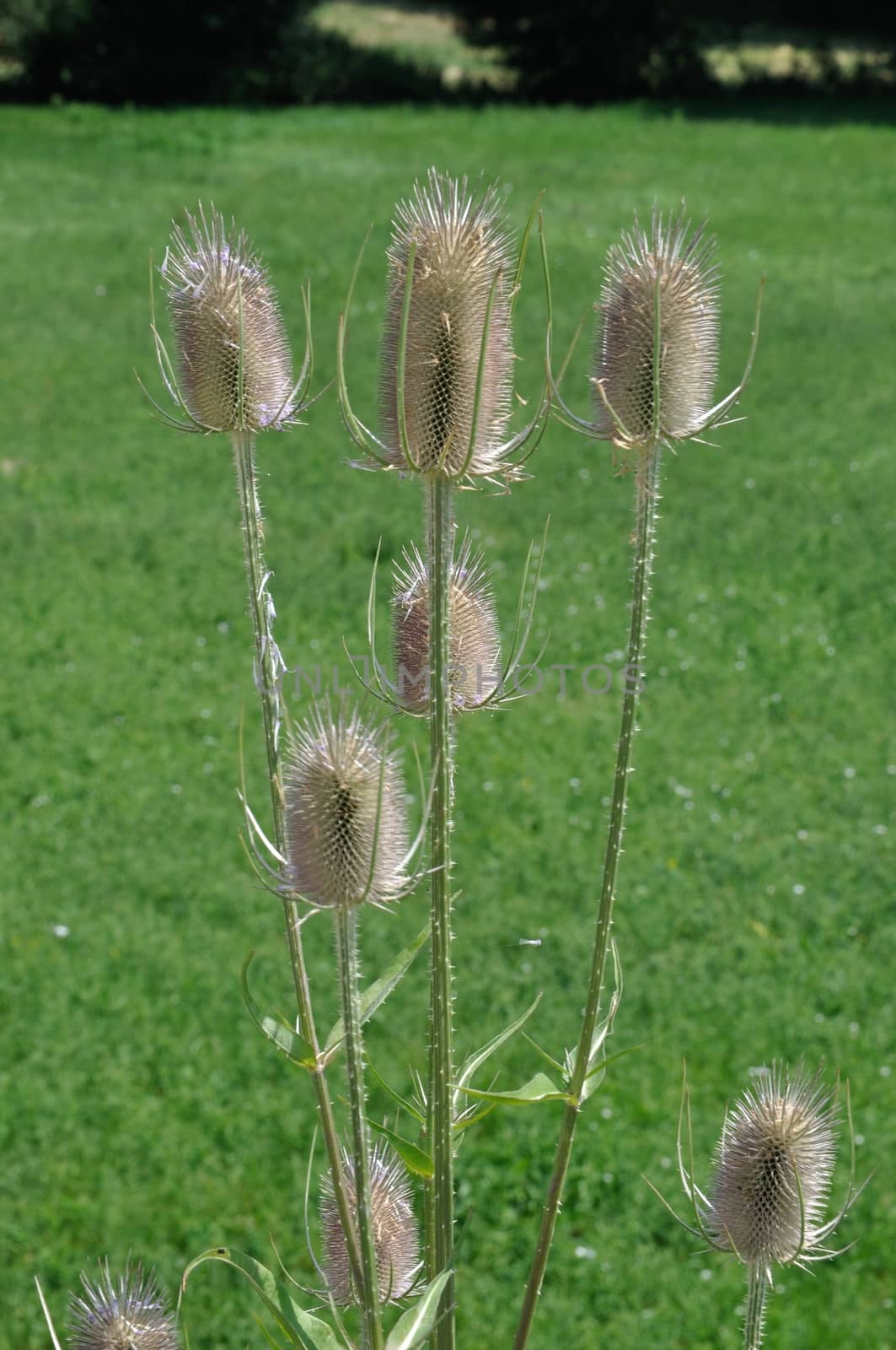 Wild Teasel