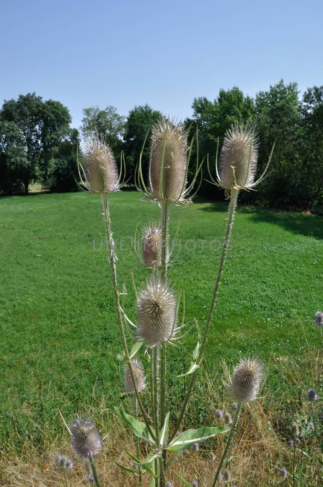 Wild Teasel