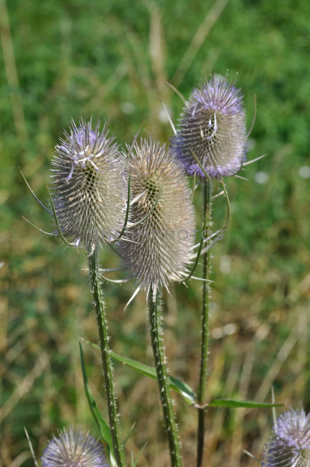 Wild Teasel