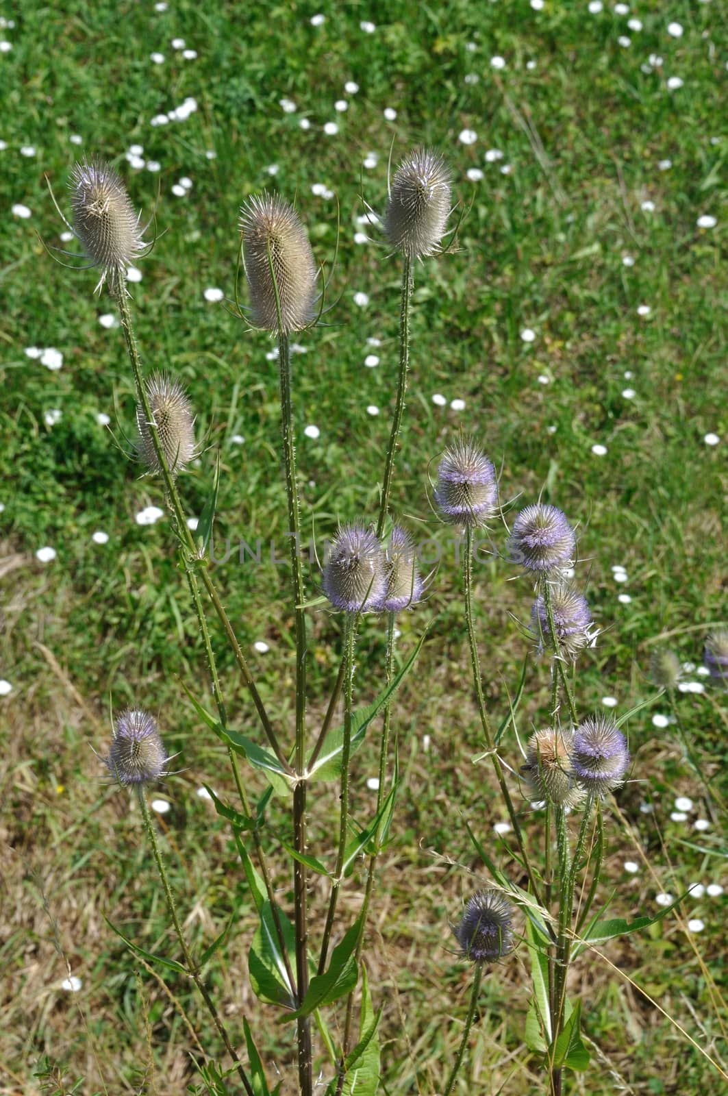 Wild Teasel