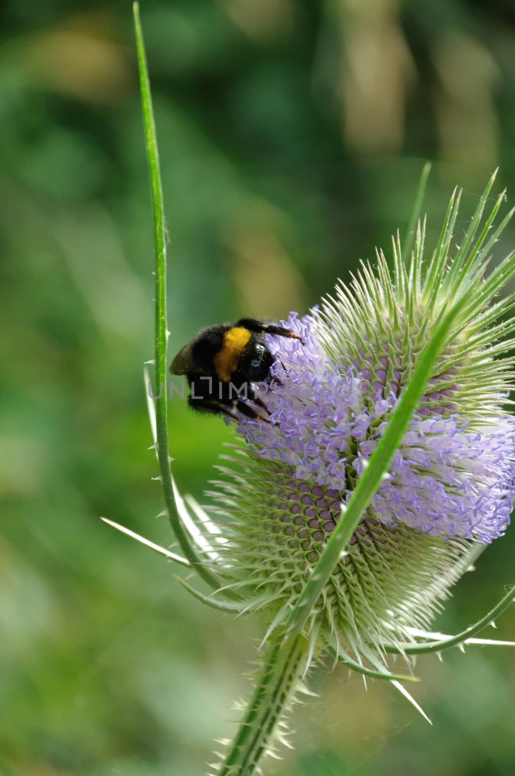 Wild Teasel