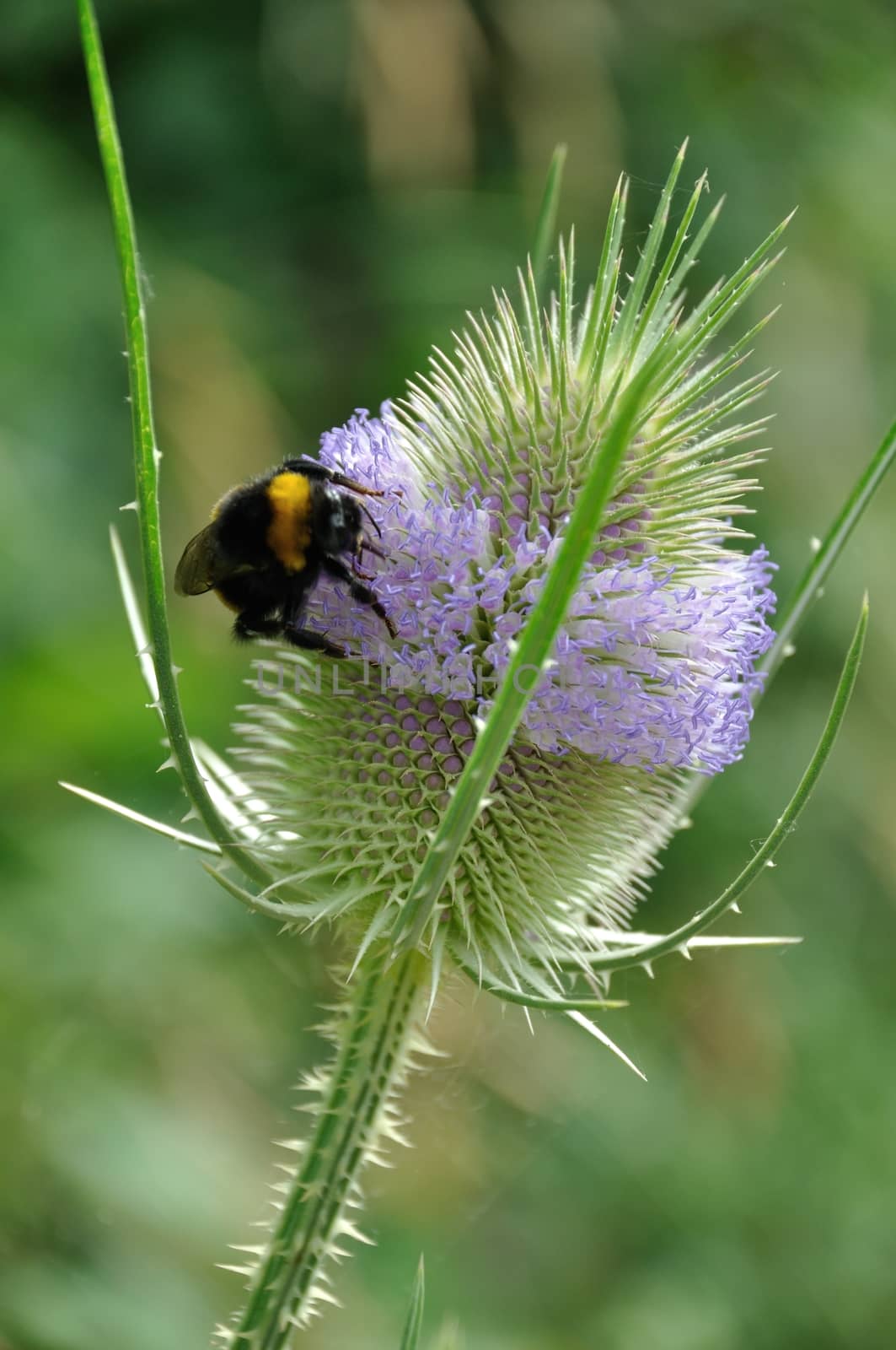 Wild Teasel