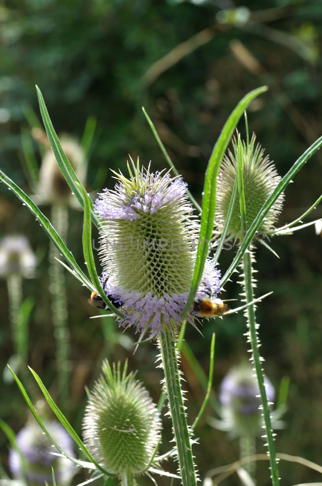 Wild Teasel