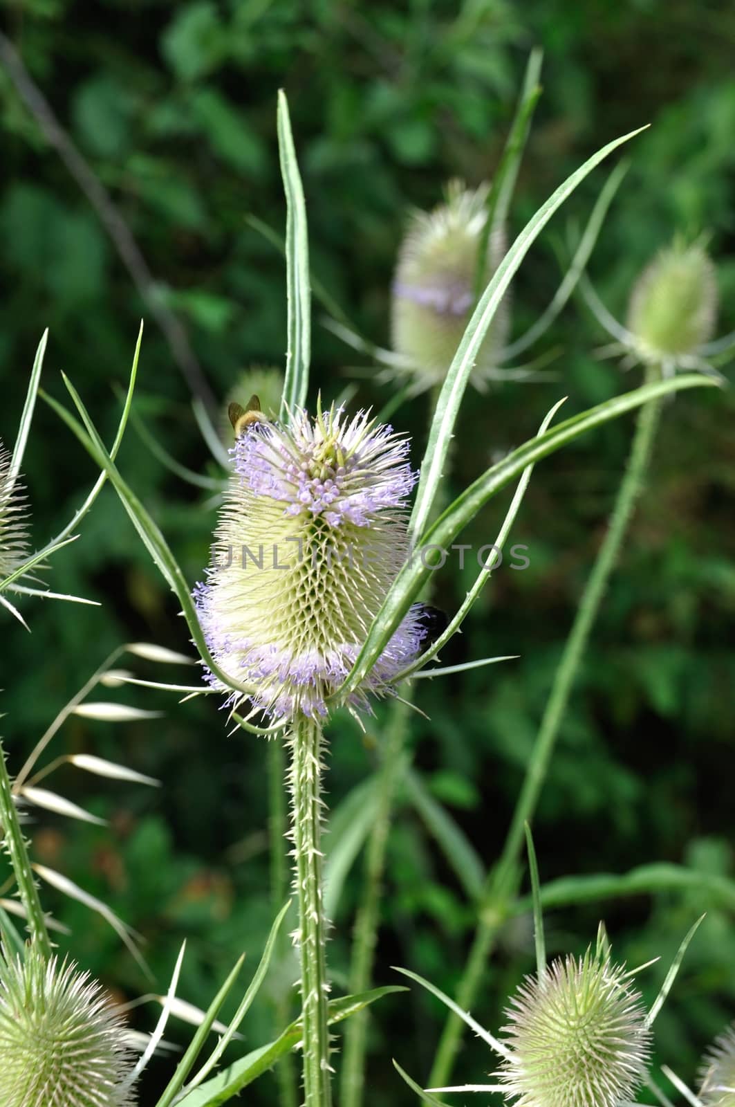 Wild Teasel