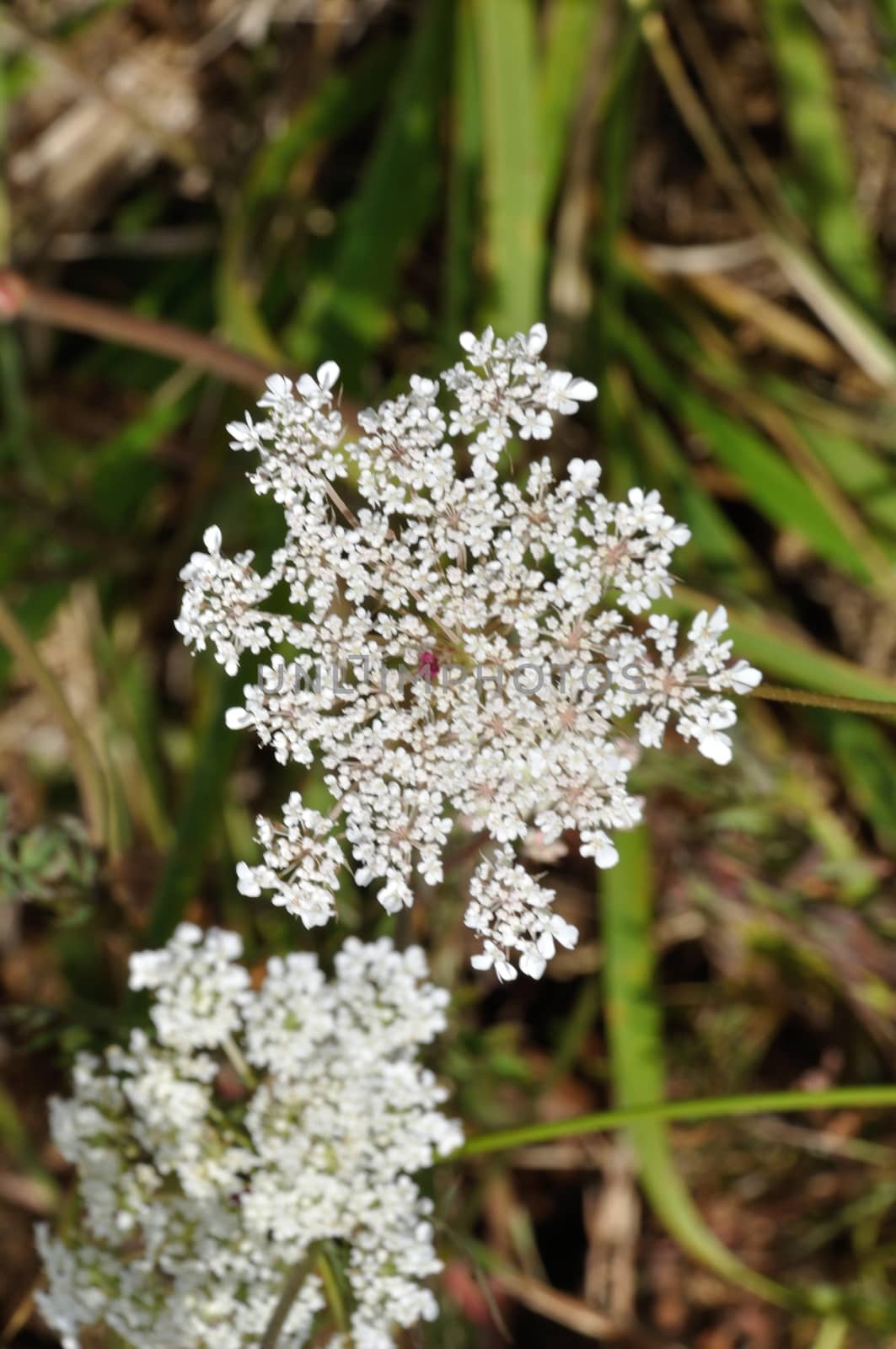 wild carrot blossom