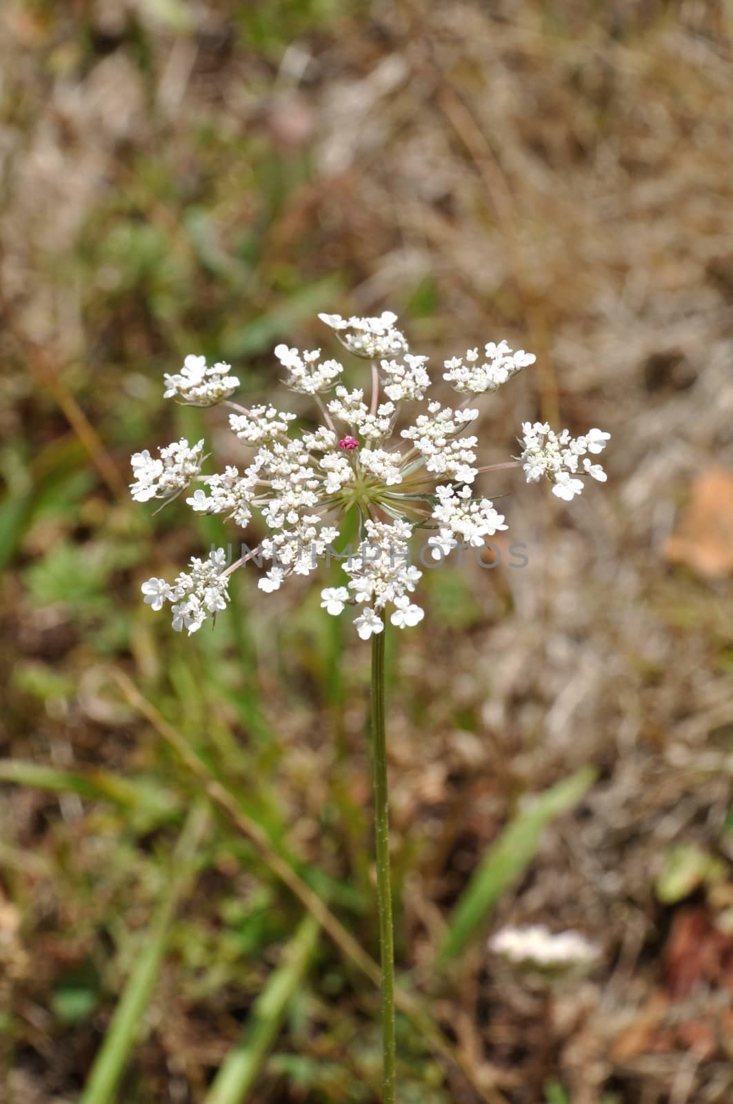 wild carrot blossom