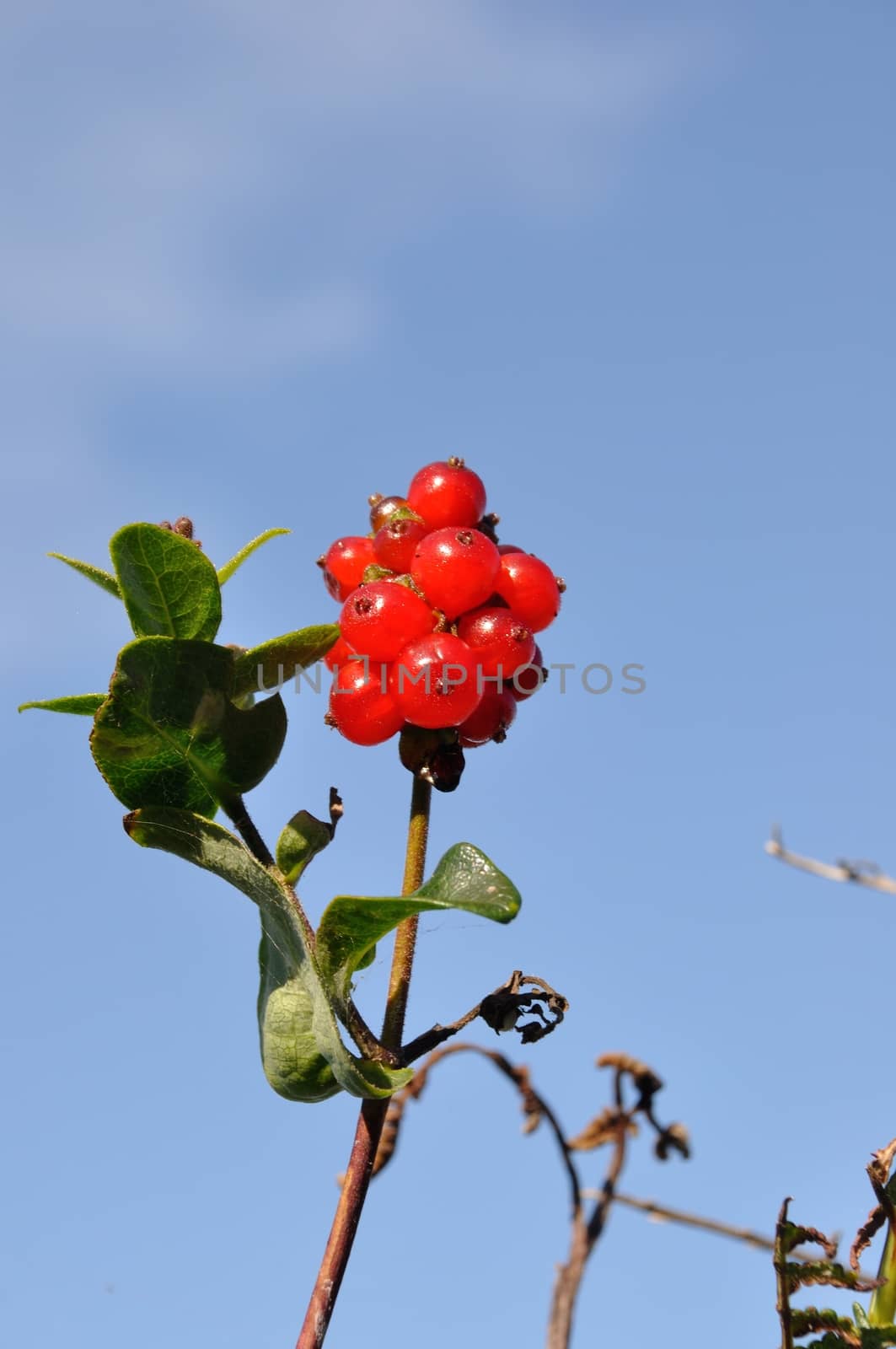 Fruit of honeysuckle 