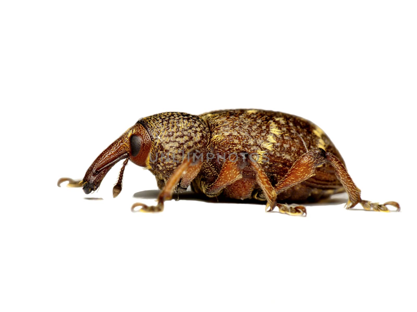 Insect weevil isolated on a white background